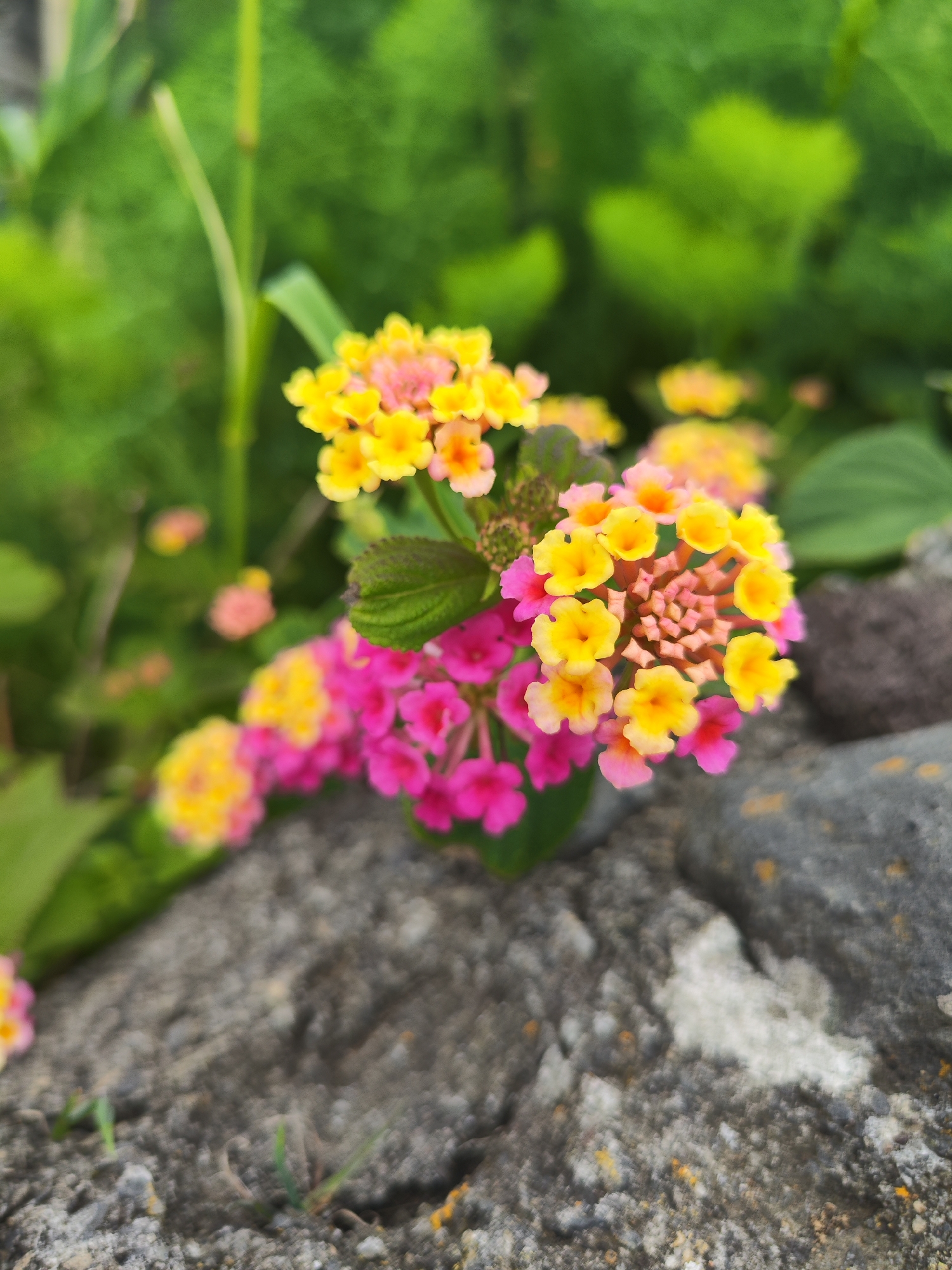 A close-up shot captures a cluster of Lantana flowers in full bloom, exhibiting vibrant hues of yellow and pink. The flowers appear to be growing on a rocky surface, with green foliage visible in the background. The image was taken in Ribeira Grande, Portugal.