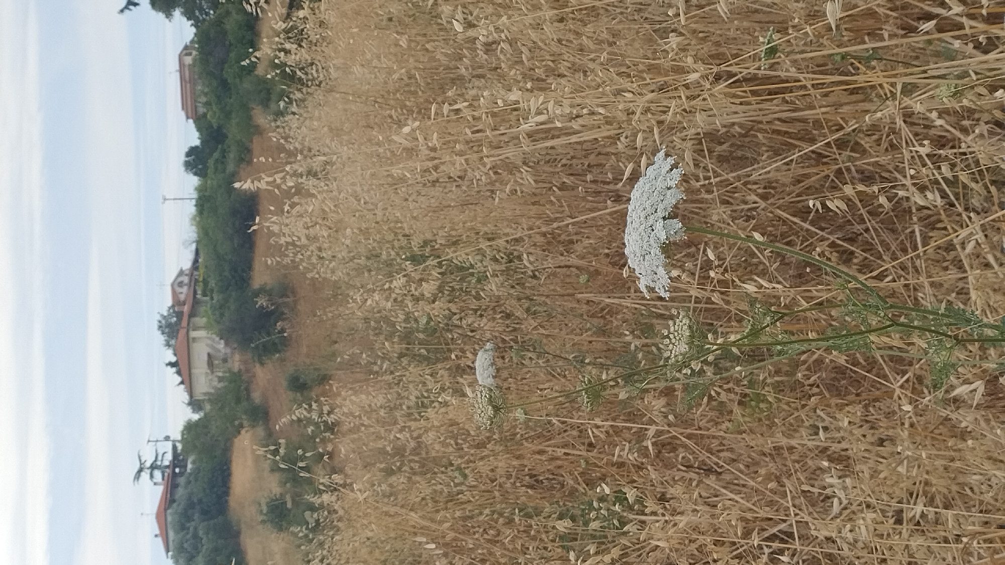 The image depicts a rural scene in Νέα Κερασιά, Greece, with a focus on a wildflower in the foreground. The wildflower, likely a Queen Anne's Lace, is white and has a distinctive umbel-shaped flower head. It stands tall amidst a field of dry, golden grass and other vegetation. In the background, several houses with terracotta roofs are visible, nestled among green trees and shrubs on a gentle slope. The sky is overcast with pale clouds. The overall impression is one of a serene, natural landscape punctuated by signs of human habitation.