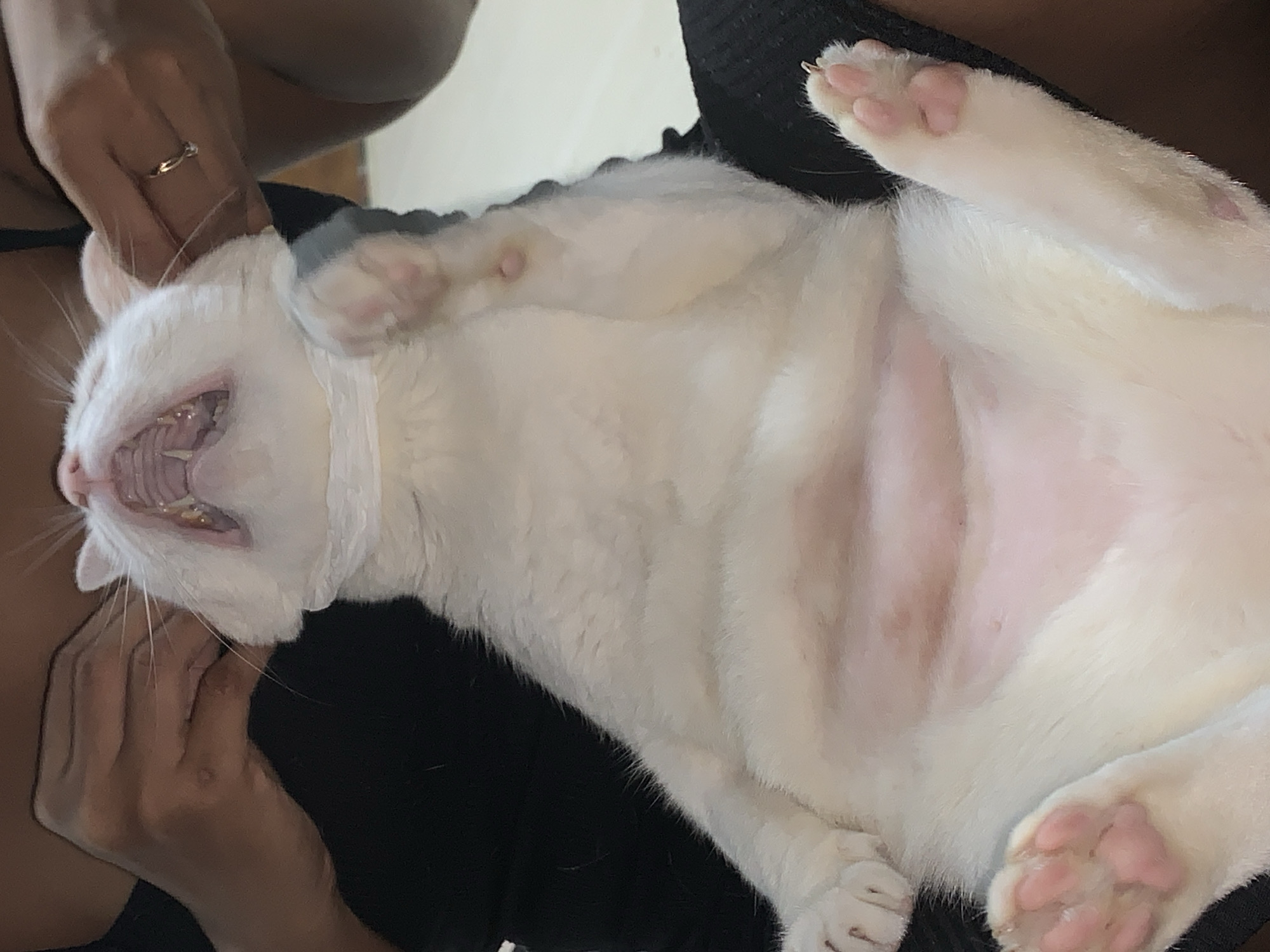 In Sukawati, Indonesia, a close-up, low-angle shot captures a white cat lying on its back. The cat's mouth is wide open, revealing its teeth and pink tongue. A white band is around its neck. Two hands are visible, one on each side of the cat's head, with fingers gently holding its face. The cat's belly and paws are exposed, with the paws being pink and soft. The background is blurred, but appears to be an indoor setting.
