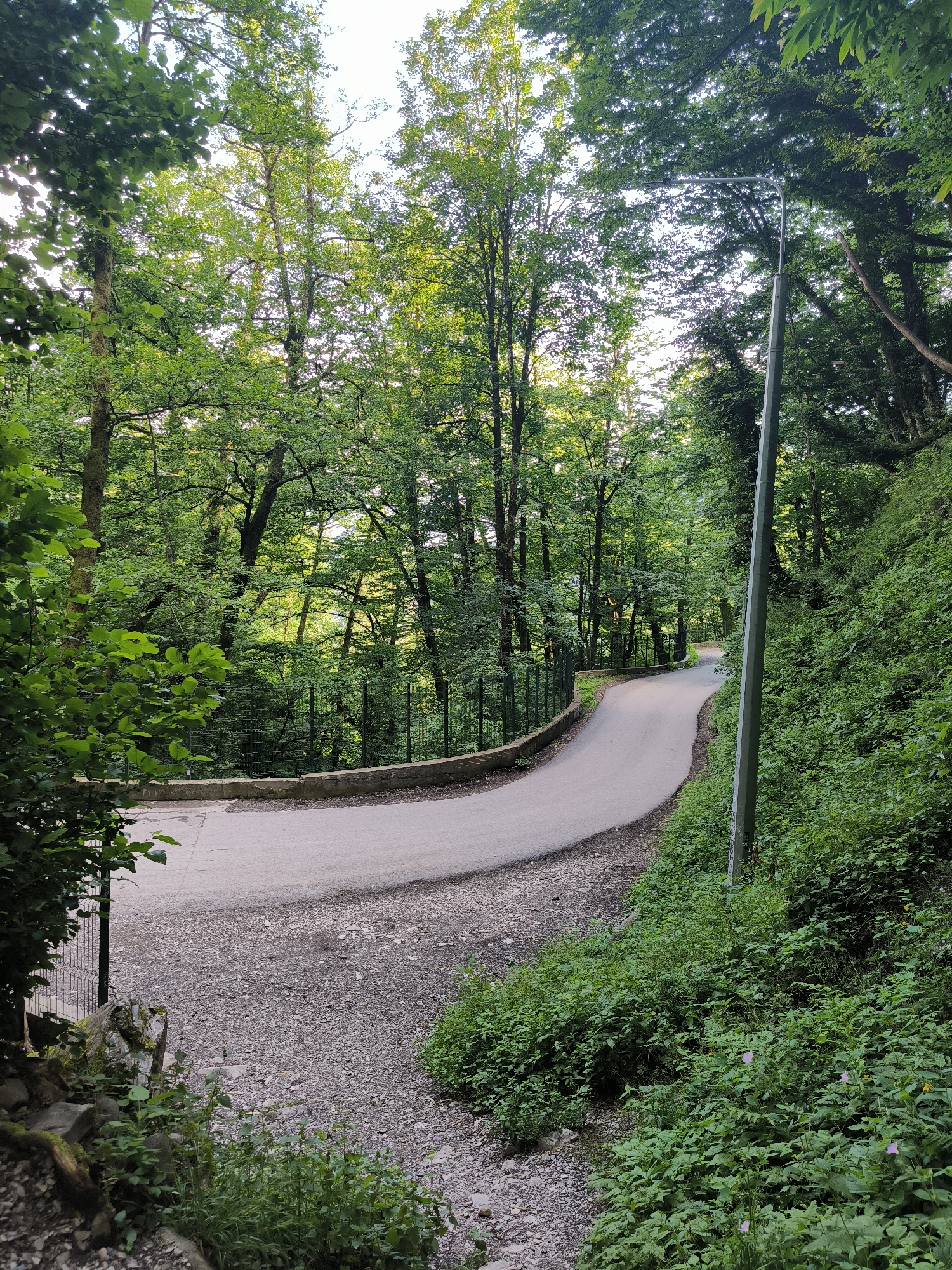 The image depicts a winding asphalt road through a dense, green forest. Tall trees with lush foliage line both sides of the road, creating a natural canopy. Sunlight filters through the leaves, illuminating parts of the scene. A streetlamp stands on the right side of the road. The terrain appears to be sloped, with a dense undergrowth of various green plants and bushes. In the distance, a wire fence follows the curve of the road. The scene is tranquil and appears to be located in a natural, possibly mountainous, environment.