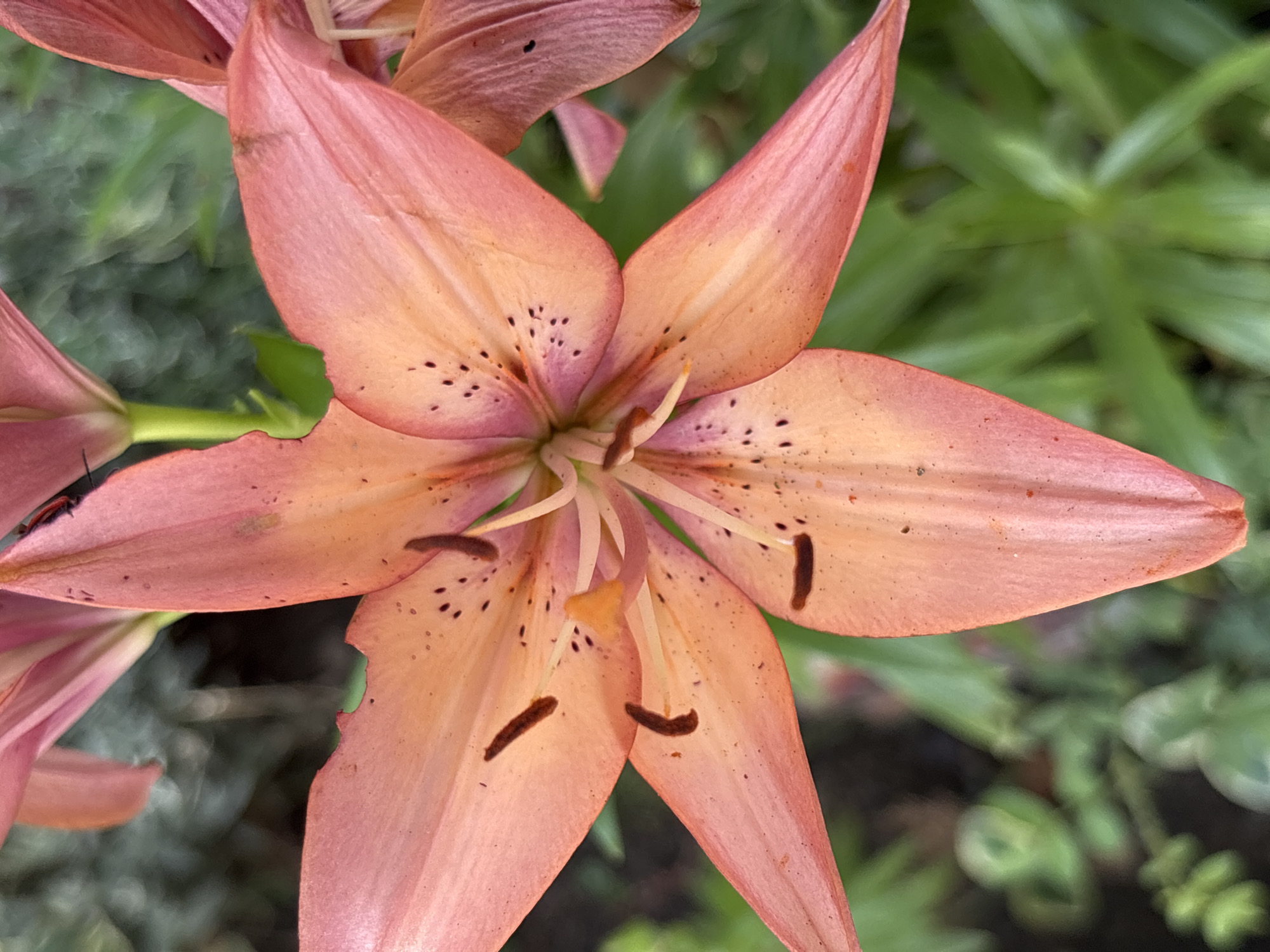 A close-up, overhead shot of a partially opened coral-colored lily in Troyan, Bulgaria. The lily's petals are broad and slightly ruffled, with delicate speckles of dark brown and streaks of a lighter, peachy hue. The center of the flower reveals delicate stamens tipped with dark brown pollen and a hint of a vibrant orange pistil. The background is a soft blur of green foliage, suggesting an outdoor garden setting. There are no people or animals visible in the frame.