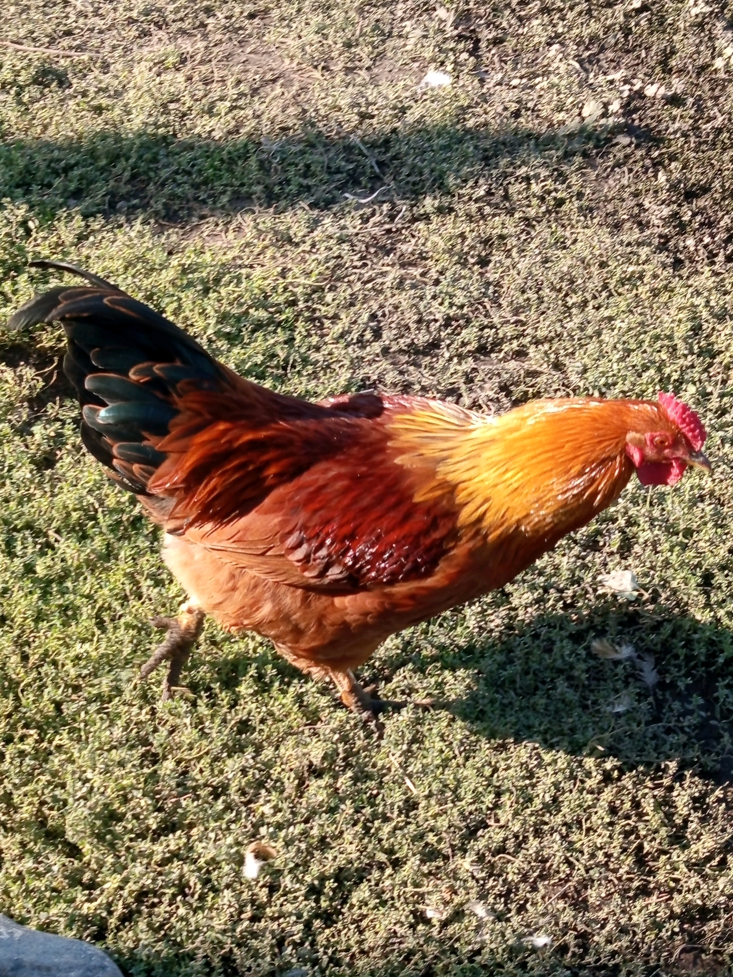 A rooster is walking on a patch of ground covered with low-lying green vegetation. The rooster has predominantly brown and red feathers with a bright orange neck and head. Its tail feathers are black with green iridescence. The ground appears dry and sunlit, with shadows cast from an unseen source. The scene is outdoors. The location is stated to be Jardy-Su, Kyrgyzstan.