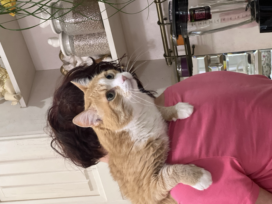 An indoor scene in Chaikovsky, Russia, depicts a person with dark, curly hair, viewed from behind, wearing a bright pink t-shirt. An orange and white domestic short-haired cat is positioned on the person's right shoulder, facing right. The cat exhibits green eyes, a pink nose, and prominent white markings on its face, chest, belly, and paws. In the background, white kitchen cabinetry is present on the left. To the right, a white open shelf displays two light-colored decorative figurines, possibly cherubs, and two lidded glass jars containing a granular substance. Green plant foliage descends from the upper right corner of the frame. Below the shelf, a brass-colored multi-tiered rack holds small containers, and a clear blender pitcher with measurement markings and an 'EcoTech' label is visible on a countertop, adjacent to a mirrored decorative object.