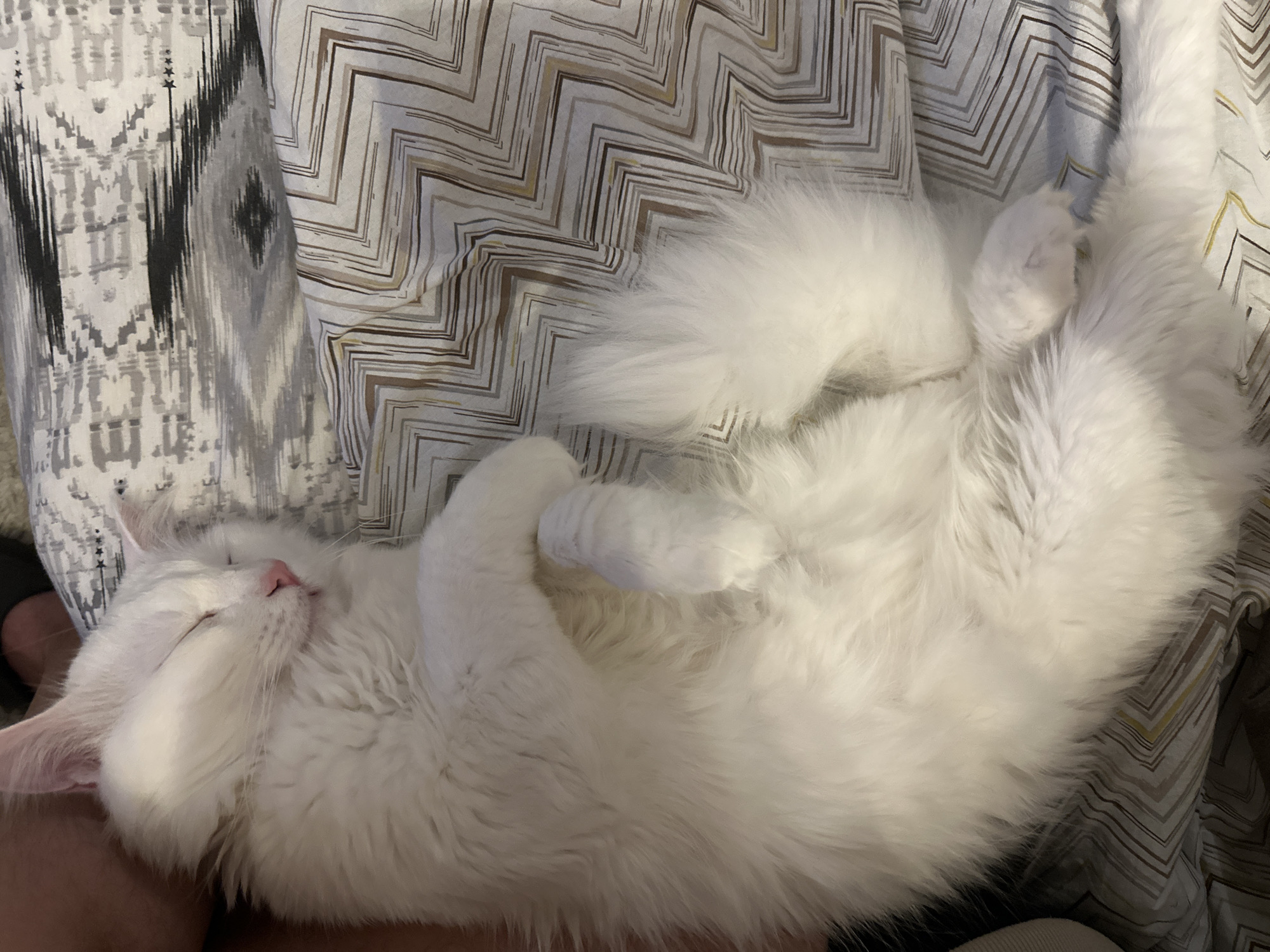 A fluffy, white cat is sleeping on a patterned bed. The cat is positioned in the lower center to upper right of the image, with its head near the lower left. The bed has two different patterns. The left side has a gray and white abstract design, while the right side has a geometric zigzag pattern in shades of white, gray, and brown. A pink nose is visible on the cat. A portion of a person's leg is visible to the lower left side. The location of the image is not mentioned.