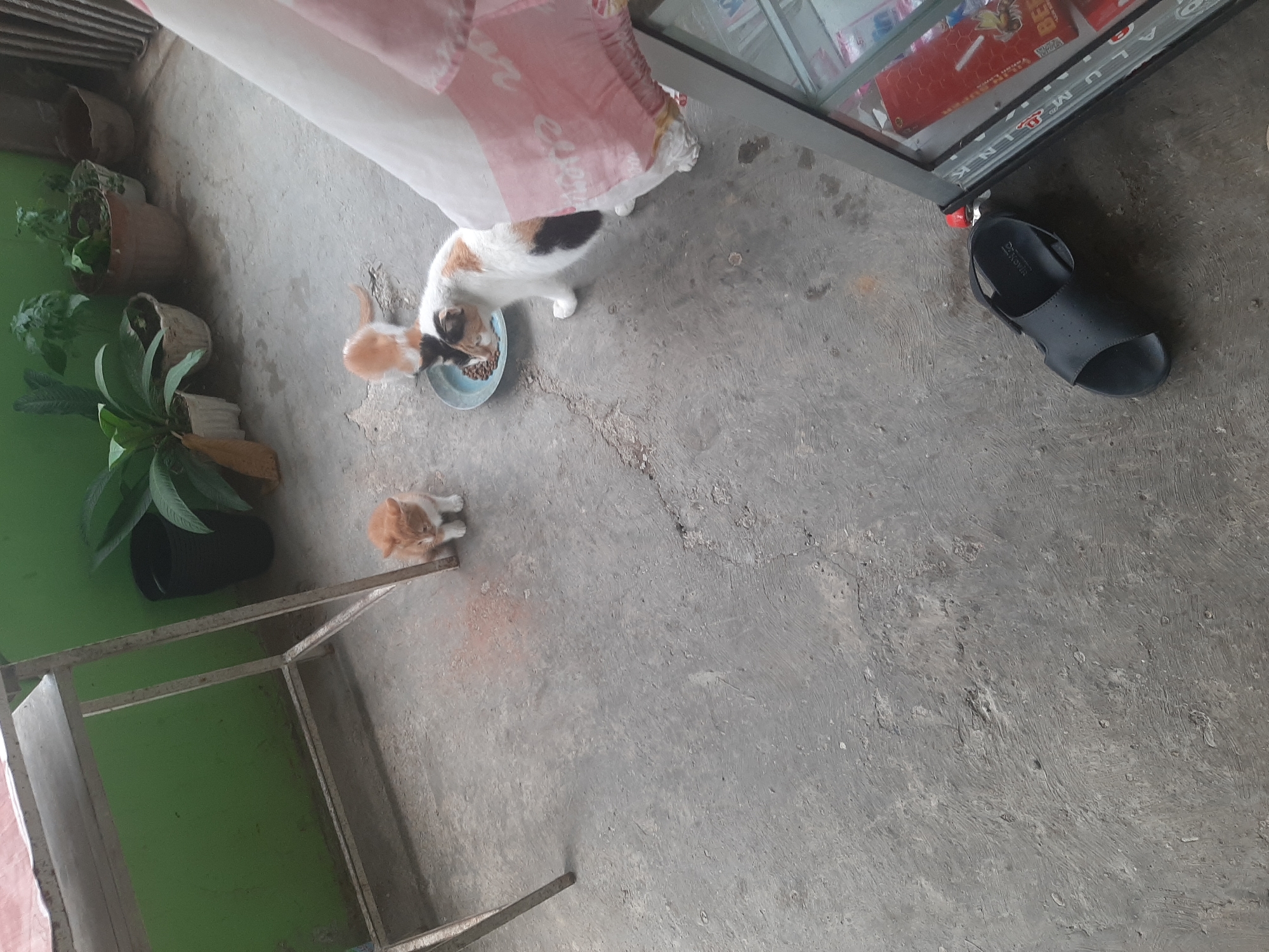 The image depicts an outdoor concrete surface, possibly a patio or walkway, in Sumampir, Indonesia. A metal shelf unit with a pink tablecloth draped over part of it is visible on the left. To the right, a glass-fronted display cabinet contains various items, including red packaging. A black sandal rests on the ground near the cabinet.
In the center of the frame, two cats are present. One is a calico cat with white, brown, and black markings, eating from a blue food bowl. Another, smaller ginger and white kitten sits a short distance away, observing. In the background, several potted plants are arranged against a green wall, with a black bucket nearby. The overall scene appears to be a casual outdoor setting, possibly a residential area or a small shop.
