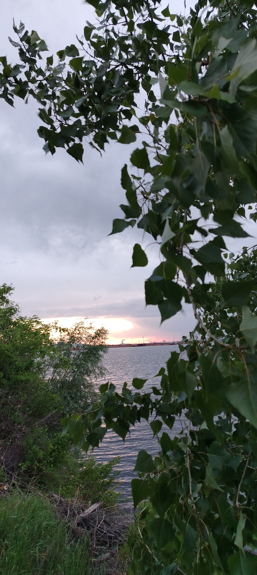 The image shows a view of the Kama River in Chaikovsky, Russia, at sunset. The foreground is filled with foliage and trees, partially obscuring the view. The river is visible in the middle ground, with subtle waves reflecting the light. The horizon shows a faint sunset glow, with some industrial structures silhouetted in the distance. The sky is overcast, suggesting potentially unsettled weather. There are no people visible in the frame.