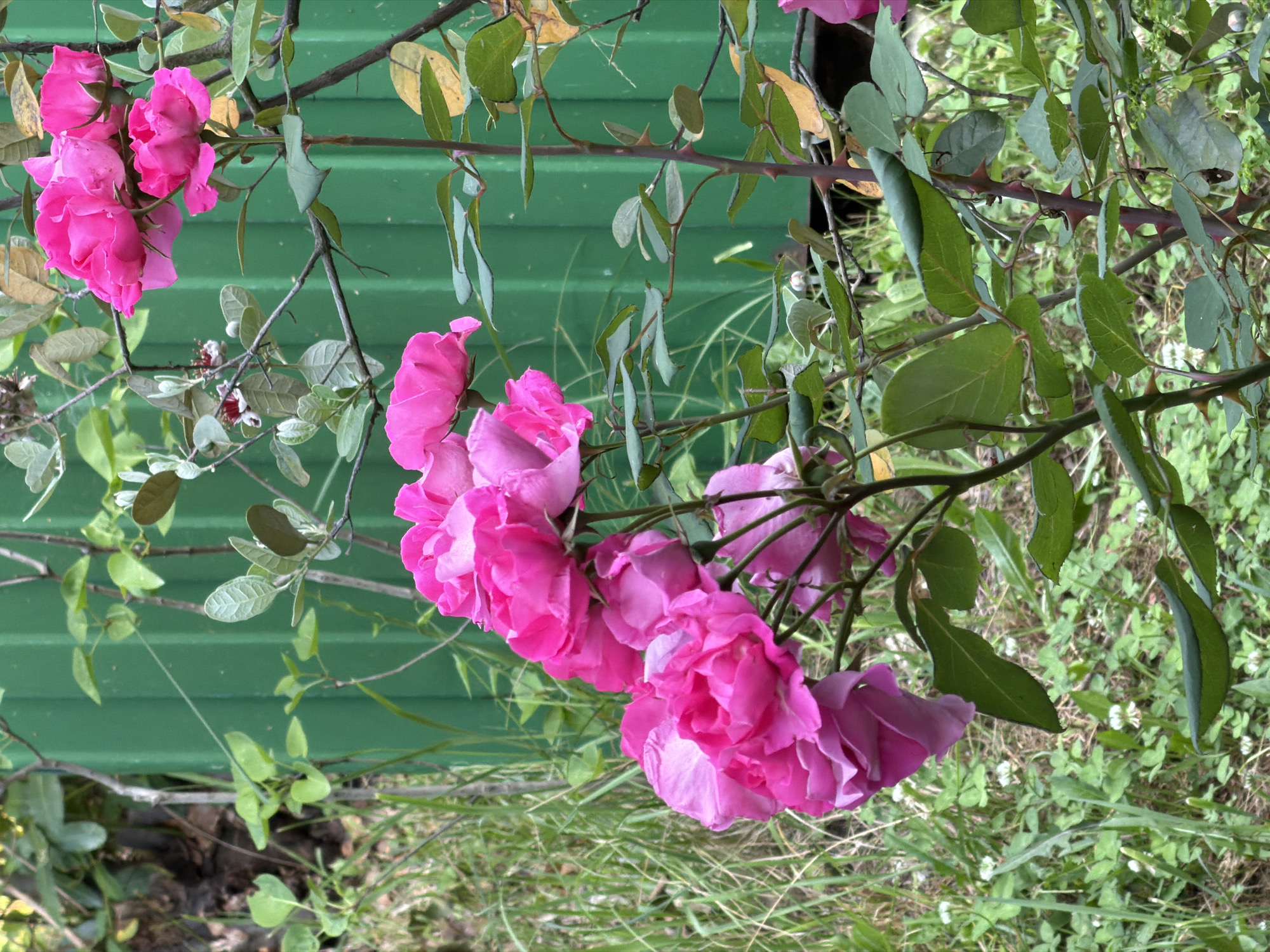 In Sochi, Russia, a close-up shot captures a cluster of vibrant pink roses against a backdrop of a green corrugated metal fence. The roses, in various stages of bloom, are densely packed on thorny branches, their petals unfurling in delicate layers. Green leaves and thin, brown stems surround the flowers, some showing signs of yellowing or browning. In the background, out-of-focus green foliage and blades of grass create a textured, natural environment. A few small white flowers are scattered amongst the grass in the foreground. The lighting suggests it is daytime, with soft shadows indicating diffused light.