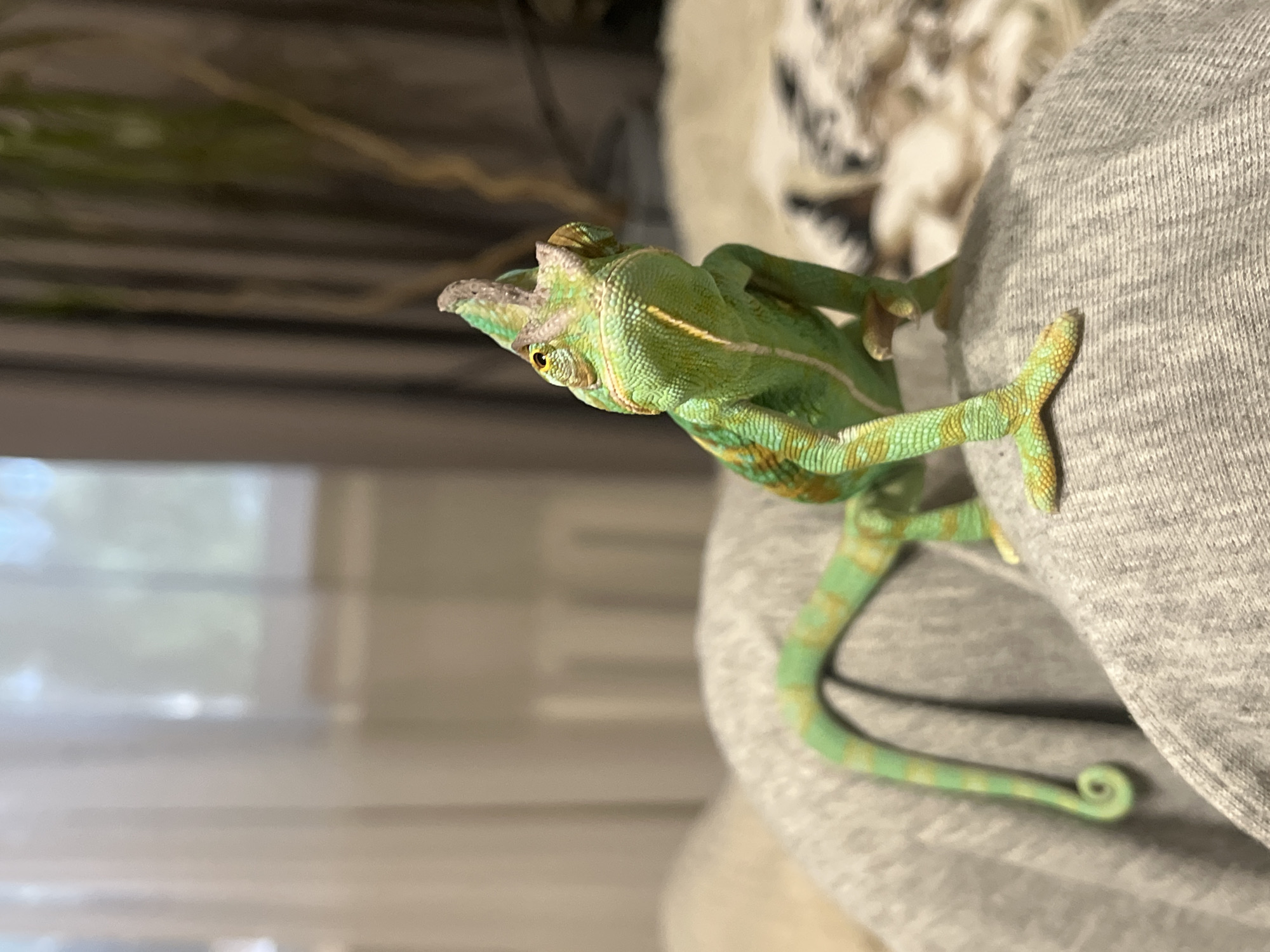 The image shows a green chameleon clinging to a gray fabric surface. The chameleon is positioned on its side, with its head facing left. Its body is elongated, and its limbs are extended as it grips the fabric. The chameleon's skin is a vibrant green with yellowish stripes running along its back and tail. Its eyes are prominent, and it appears to be looking intently at something out of frame. The fabric it is on has a textured, woven appearance. In the background, a blurred window shows light coming through, suggesting it might be daytime. The overall setting appears to be indoors. There is no visible text in the image.