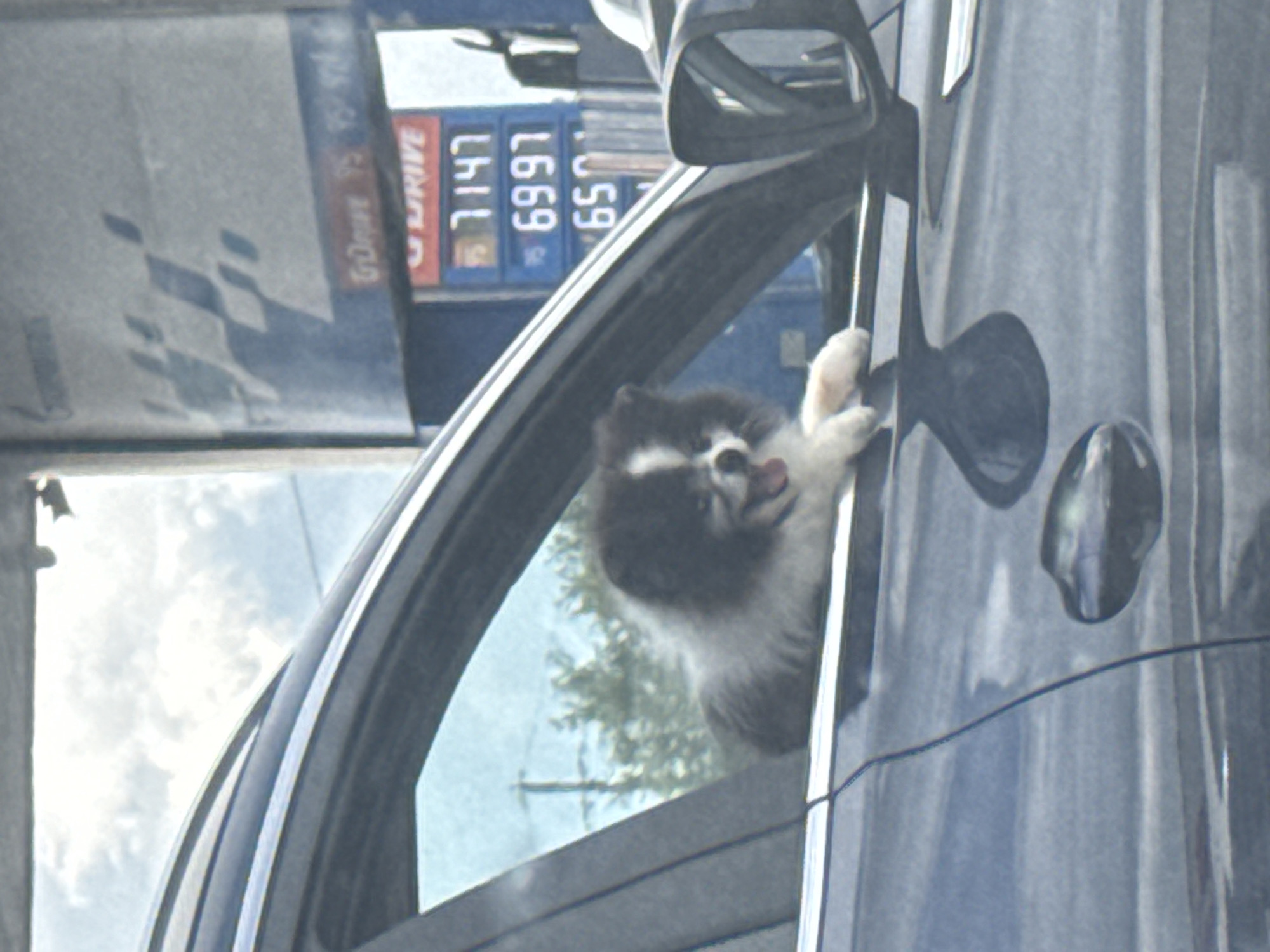 A small, fluffy dog with black and white markings is resting its front paws on the open window frame of a dark blue car. The dog is looking out the window, with its tongue slightly protruding. In the background, a gas station sign displays fuel prices. The scene is blurry, suggesting the photo was taken from another moving vehicle. The location is identified as Ust'-Syny, Russia.