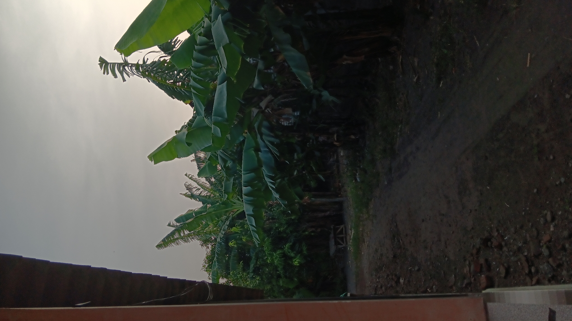The image depicts an outdoor scene at dusk in what appears to be a rural or semi-rural area, possibly in Sonobekel, Indonesia. In the foreground, to the left, a portion of a building is visible, with a terracotta-colored wall and a dark, angled roof overhang. A dirt path or road leads from the foreground into the midground, curving towards the right. To the right of the path, a dense collection of banana trees with large, green leaves dominates the scene, extending into the background. Some of these trees are tall, with their fronds reaching towards the overcast sky. In the midground, behind the banana trees, there are hints of other vegetation and possibly a small, wooden structure that resembles a bench or table. The lighting suggests either early morning or late evening, with the sky being a pale, muted gray-orange. The ground is a dark, dusty earth, with some scattered small stones and debris. No people are visible in the image.