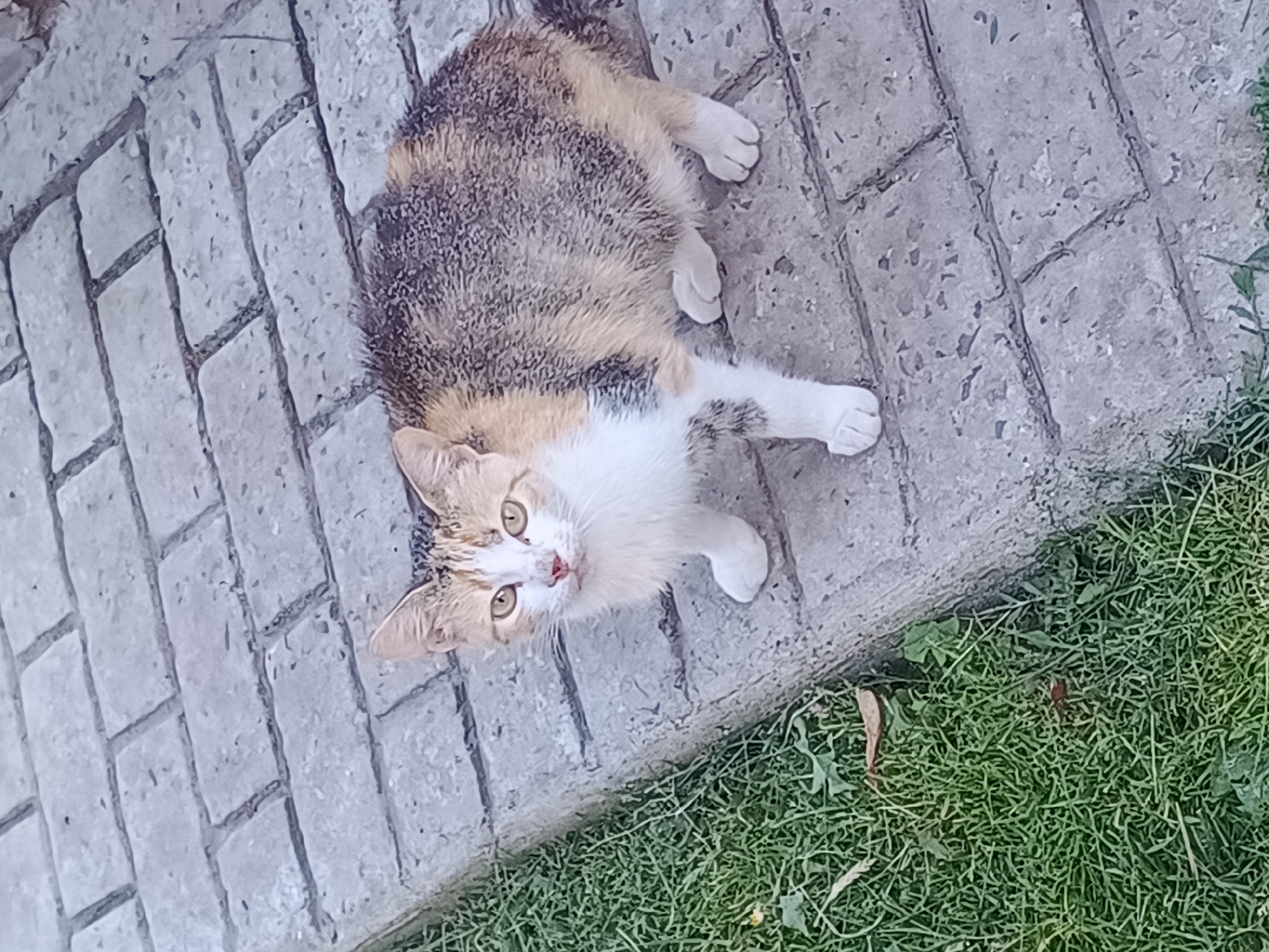A calico cat stands on a gray brick pathway, with a patch of green grass to its left. The cat is facing the camera and has a white chest and paws, with patches of brown, black, and orange fur on its back and head. The cat's eyes are yellow. The brick pathway is made up of rectangular pavers. The grass is short and appears well-maintained. The scene is outdoors, and the lighting suggests it is daytime. The location is Nova Mohylnytsia, Ukraine.