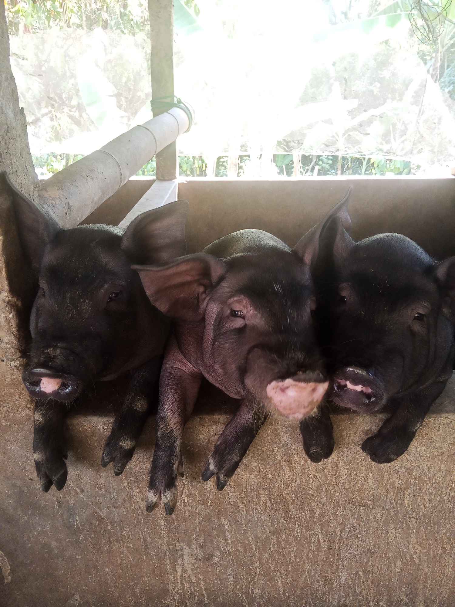 Three young pigs are huddled together in a pen. Their heads and forelegs are visible over the edge of a concrete trough. The pigs are dark-colored, with one lighter-colored pig in the center. The background shows a pipe running along the side of the pen and a translucent screen with vegetation visible behind it, suggesting an outdoor or semi-outdoor enclosure. The scene is located in Makale, Indonesia.