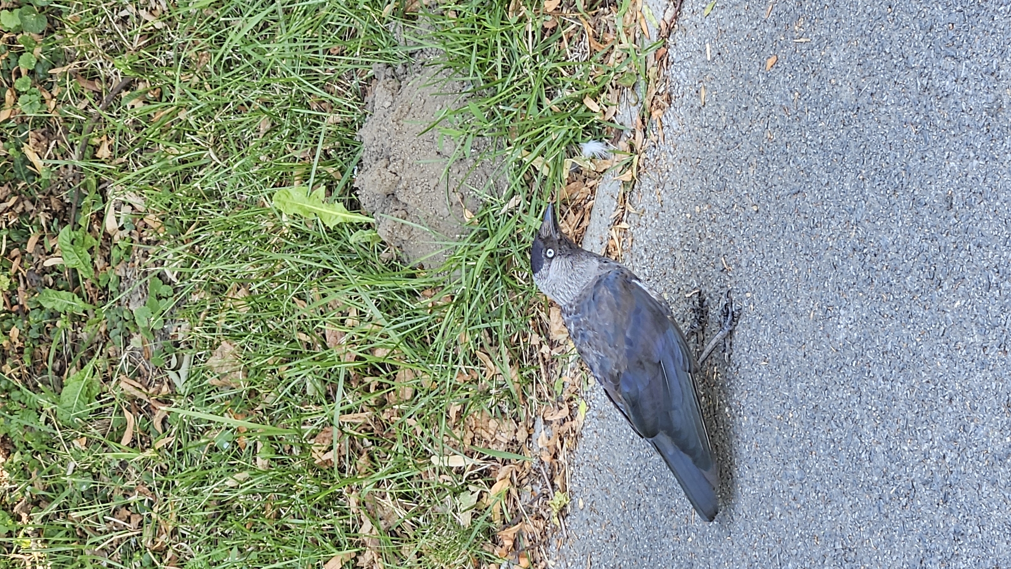 A jackdaw is standing on a paved surface next to a grassy area with scattered leaves and a small mound of dirt. The jackdaw is dark gray with iridescent blue-black feathers on its wings and tail, and a light gray head with a white eye ring. It is facing to the right and appears to be looking at something off-camera. The paved surface is asphalt, and the grassy area is typical of a park or roadside verge. The background shows more grass, leaves, and a hint of trees. The overall impression is of an urban or suburban environment. The image was taken outdoors in daylight.