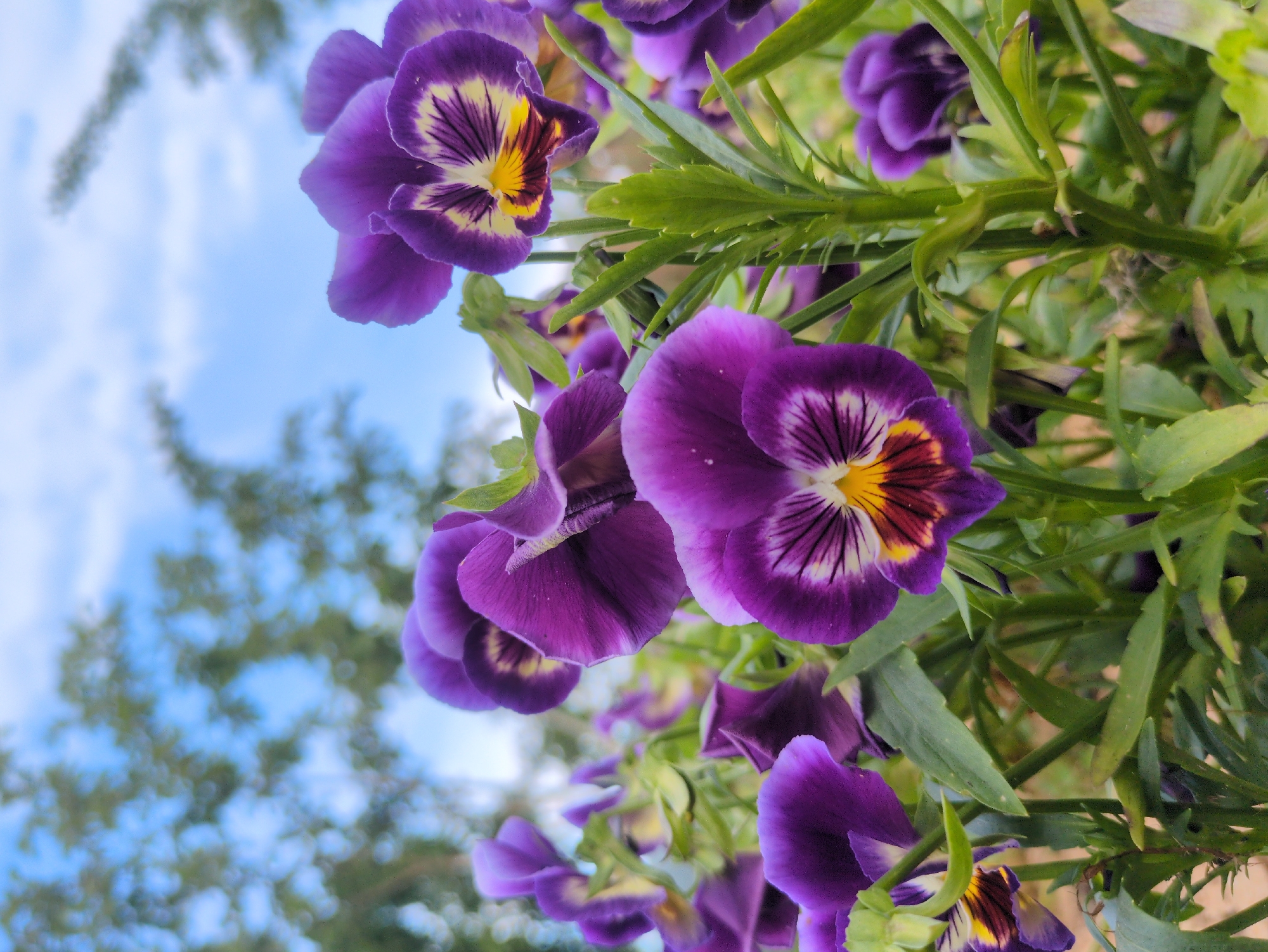 A low-angle, medium shot captures a cluster of vibrant purple pansies in bloom, their velvety petals a striking contrast against the soft focus background of a bright blue sky with scattered white clouds and out-of-focus green foliage. The flowers are densely packed, with several in sharp focus in the foreground, showcasing their intricate yellow and dark purple markings. Green stems and leaves are visible throughout the composition, intermingling with the flowers. The scene appears to be outdoors, likely in a garden or park setting, given the natural lighting and vegetation. The overall impression is one of natural beauty and floral abundance. The location is identified as Kulebaki, Russia.