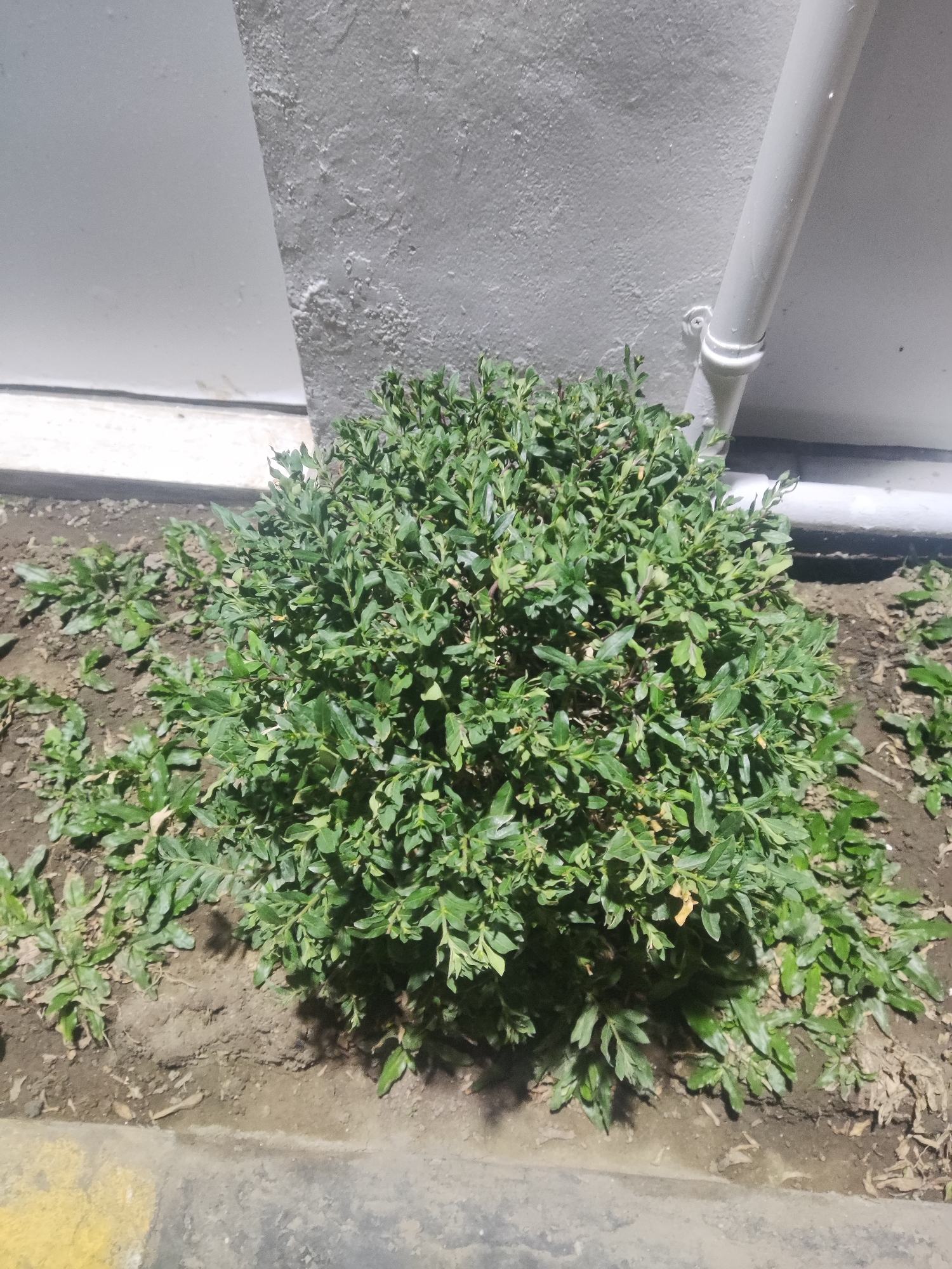 A dense, green shrub is planted in the ground next to a light-colored, textured wall. A white pipe runs vertically down the wall, attached by a bracket. The ground around the shrub is dark soil, with some scattered dry leaves and smaller green plants. A yellow stripe and a gray concrete edge are visible at the bottom of the frame. The scene appears to be outdoors, likely in a residential or commercial area. The lighting suggests it might be evening or under artificial light. The location in Trihanggo, Indonesia, is noted as a general context.