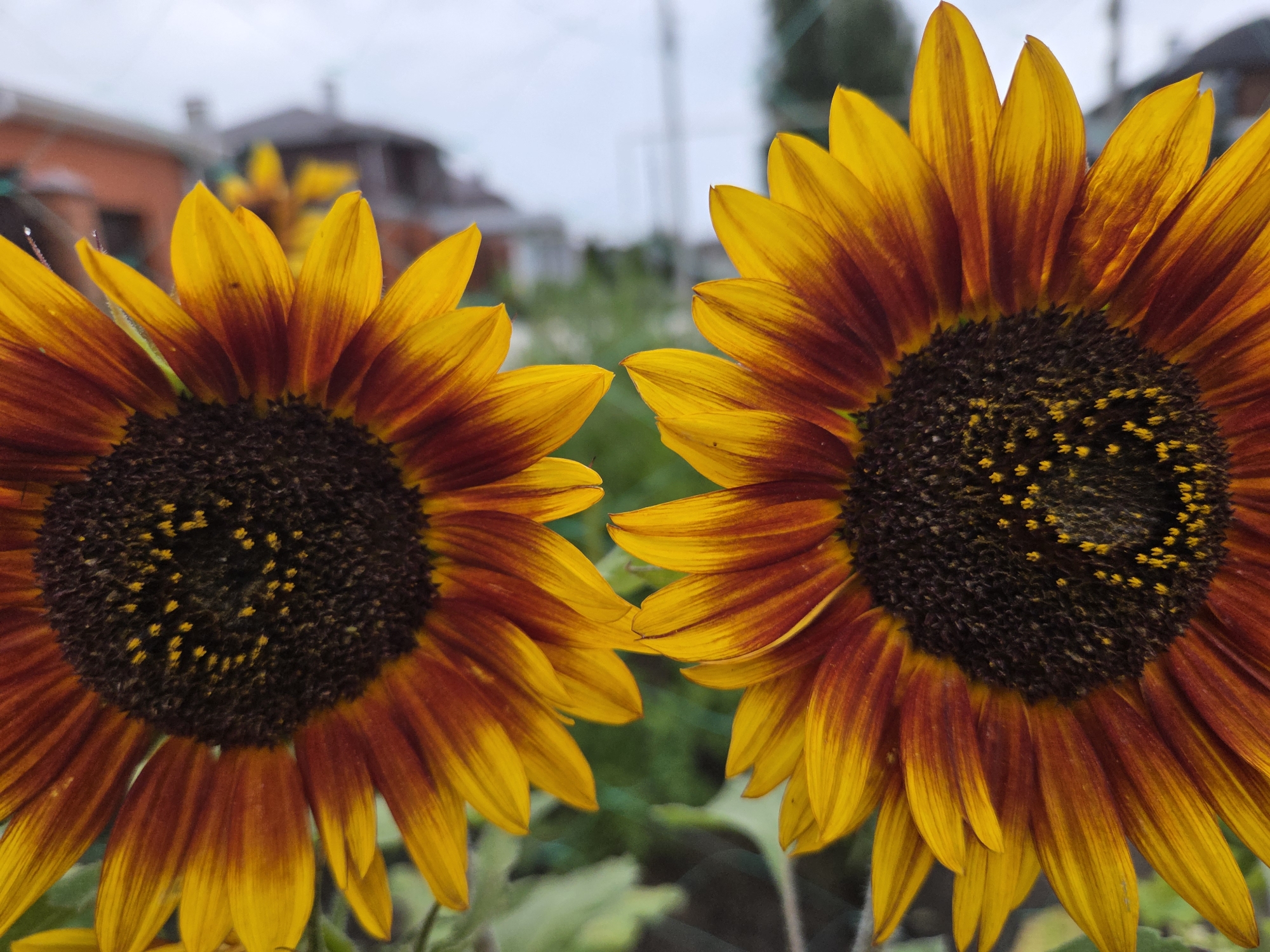 The image shows a close-up of two sunflowers with dark brown centers and petals that transition from a deep burgundy near the center to bright yellow at the tips. The sunflowers are positioned facing each other, with their petals nearly touching. In the background, out of focus, are buildings and greenery, suggesting an outdoor setting. The sky is overcast. The scene is devoid of people or animals. This image appears to be taken in a garden or park environment. The location within the city of Ulyanovsk, Russia, cannot be determined from the visual information present in the image.