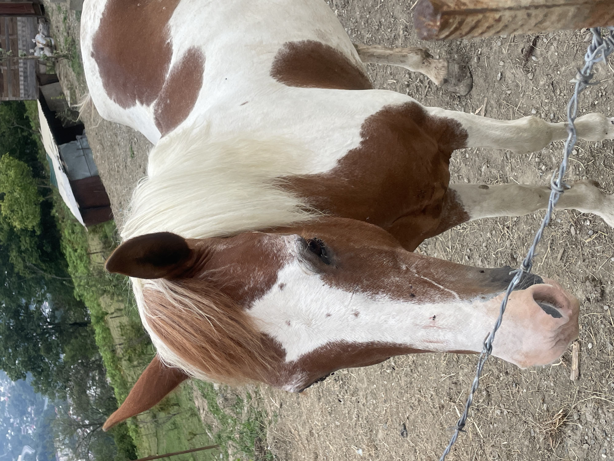 A brown and white pinto horse stands in a rural outdoor setting, its head and part of its body filling the frame. The horse has a white blaze on its face, with brown markings around its eyes. Its mane is a light blonde. The ground is dry and dusty with sparse vegetation. In the background, there is a slope covered in trees and some corrugated metal structures. A barbed wire fence runs across the lower portion of the image. The horse appears to be a domestic animal, possibly on a farm or in a pasture. The location is described as Verkhniy Yurt, Russia.