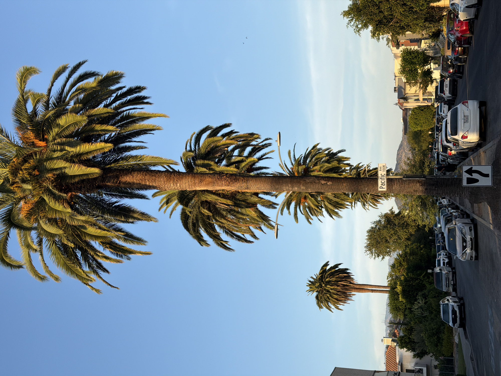 This image depicts a street scene in Glendale, California, United States of America, characterized by several tall palm trees lining the road. The photograph is taken at an angle looking down the street, with the palm trees dominating the foreground and mid-ground. In the foreground, the trunks and fronds of multiple palm trees are visible, with the largest one centrally located.
On the street, there is a line of parked and moving vehicles. Several cars are parked on the right side of the road, and some are driving in the same direction as the camera. A street sign that reads "Pacific Ave 1100 N" is visible on a palm tree trunk. The background shows houses and buildings with residential architecture, nestled among trees and hills. The sky is clear and blue, with a hint of lighter blue towards the horizon, suggesting it is late afternoon or early evening.
There are no clearly identifiable people in the image, though some figures may be obscured by the vehicles or foliage. The overall atmosphere is that of a suburban street in a warm climate. The lighting suggests natural daylight, with some warm tones indicating the sun's position. The scene is static and observational.