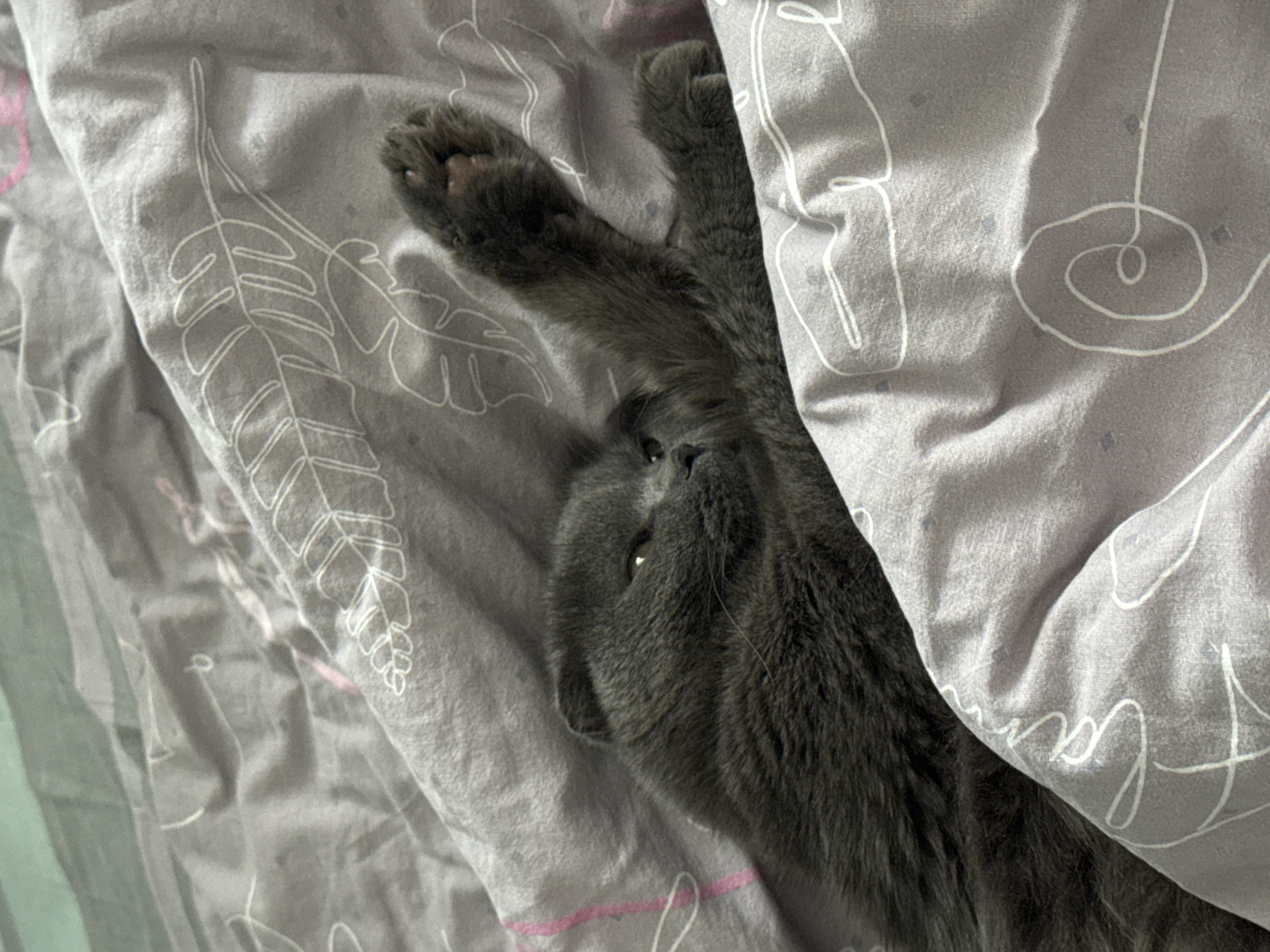 A grey-furred cat is captured in a cozy indoor setting, comfortably nestled in a bed. The cat is partially covered by a light grey duvet or blanket, with its head turned upwards and slightly to the left, one eye reflecting light. Its relaxed posture suggests it is either resting or just waking up. One of its front paws, showing its pink paw pads, extends out from beneath the covers, while another limb rests on the duvet. The duvet itself is adorned with subtle white line art patterns, including stylized leaves and abstract swirls, and hints of faint pink lines are also visible. The overall scene conveys a sense of domestic tranquility and comfort. No visible text is present in the image. This serene moment takes place in Chaikovsky, Russia.