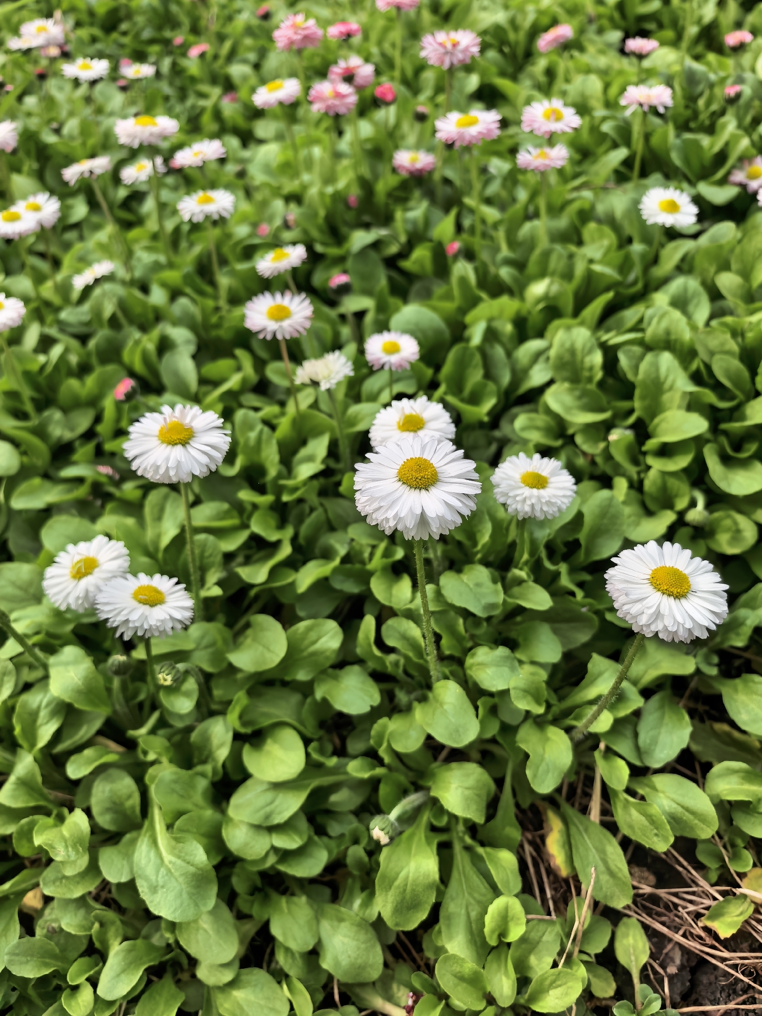 The image shows a patch of daisies, mostly white with yellow centers, growing among green foliage. Some daisies in the background have a pink hue. The foreground daisies are in sharp focus, while those further away are slightly blurred. Brown, dry plant debris is visible near the bottom right corner. The location is in Sterlitamak, Russia.