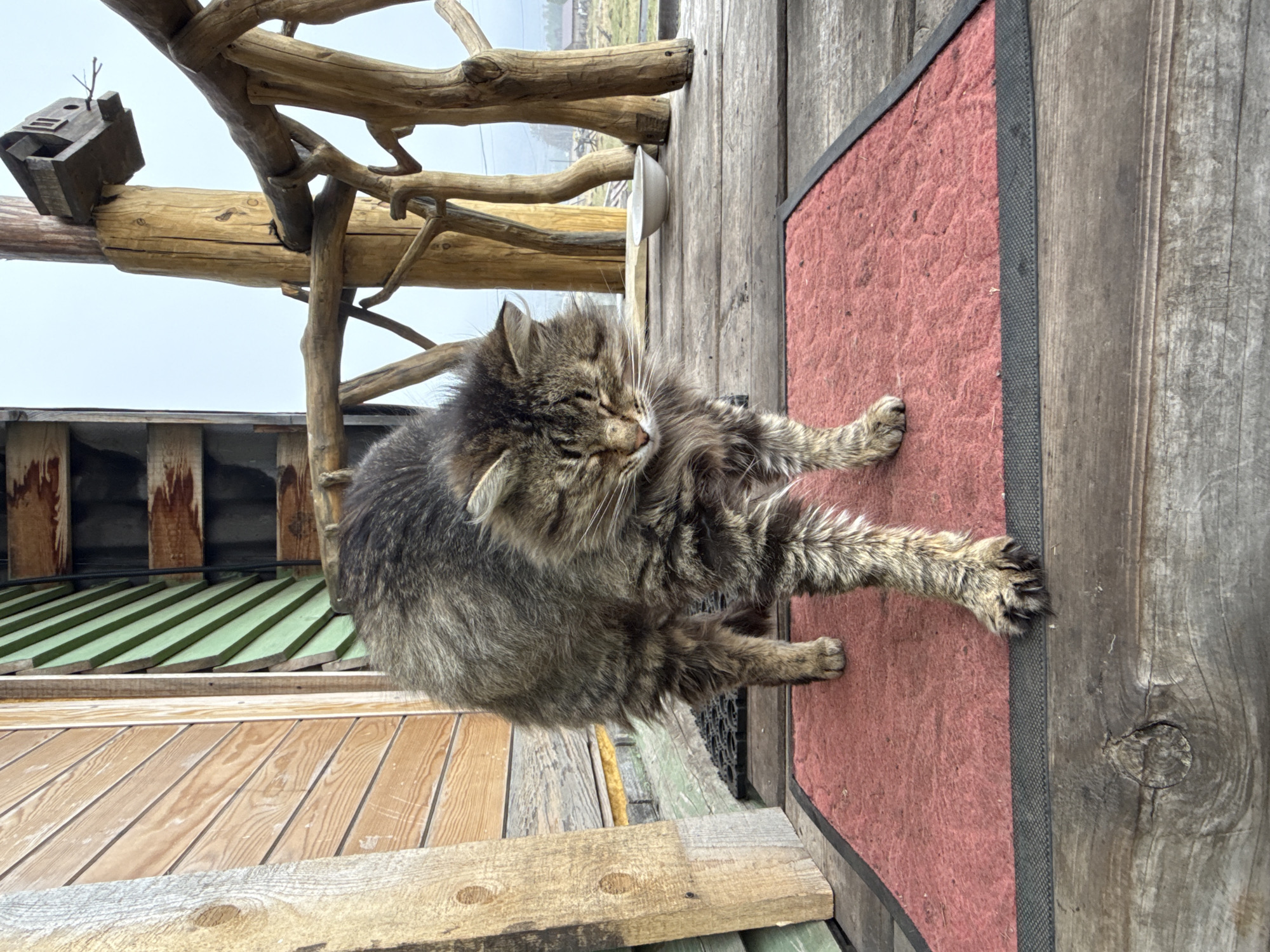 A long-haired tabby cat, likely a Maine Coon or similar breed, is captured in the act of grooming itself on an outdoor wooden deck in Tyulyuk, Russia. The cat, with its thick brown and grey striped fur, is lying on its side on a rectangular red textured mat with a black border. Its eyes are partly closed, suggesting concentration, as it lifts one front paw to lick its chest or shoulder area.
The setting is rustic, featuring unpainted wooden planks for the deck floor and robust, gnarled wooden branches and beams forming part of an overhead structure or railing. Perched on one of these branches is a small, stylized wooden birdhouse or feeder. In the background, beyond the wooden architecture, an indistinct, cloudy sky hangs over a distant landscape, possibly featuring hills or fields.
The image is taken during daytime under overcast conditions, providing soft, diffused light. The overall atmosphere is tranquil, with the cat appearing relaxed and focused on its self-care. No text is visible in the image.