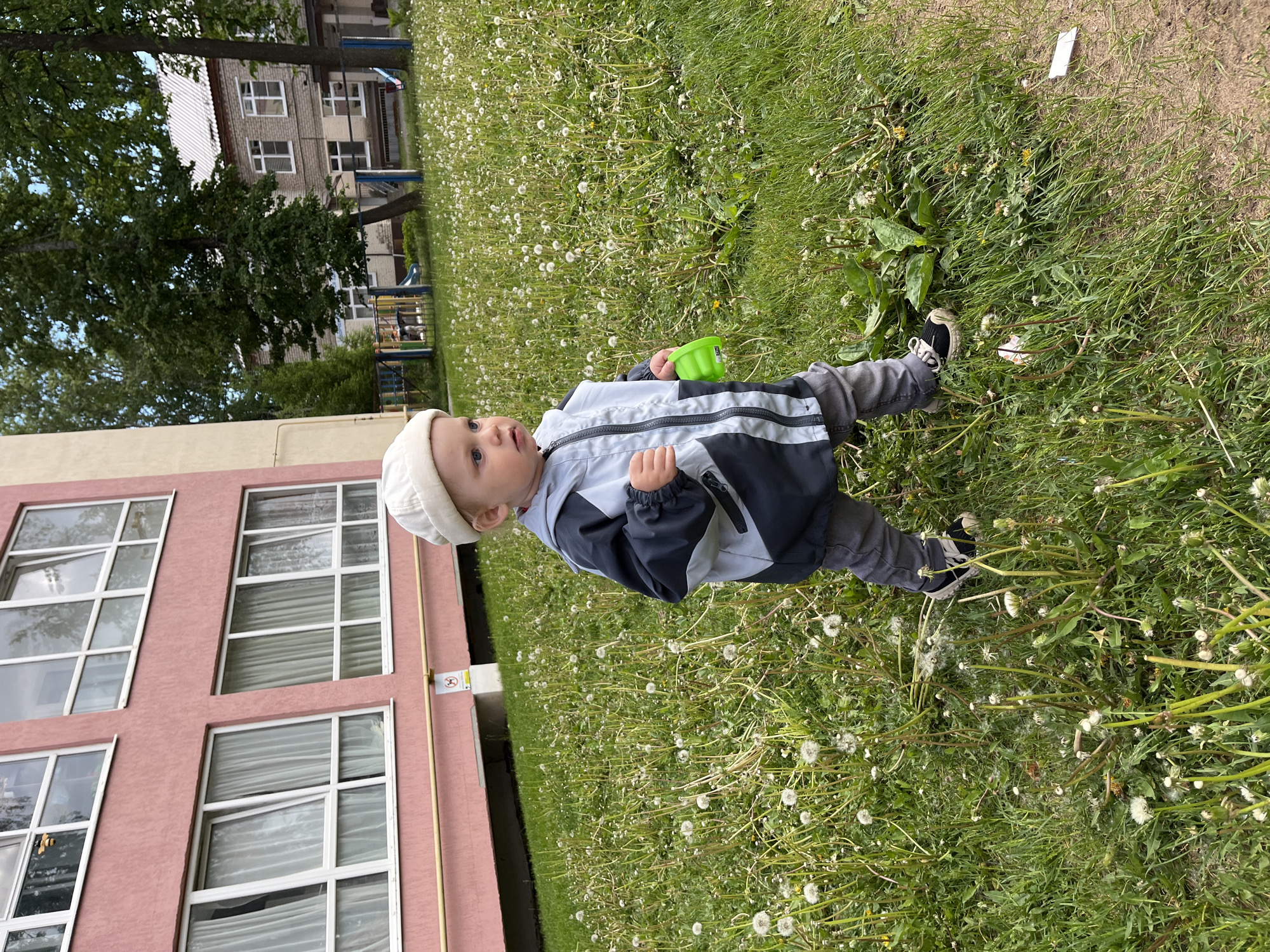 The image depicts a young child standing in an outdoor grassy area, likely a yard or park, in Chaikovsky, Russia.
The central subject is a fair-skinned toddler, wearing a light-colored beanie, a grey and black jacket, grey pants, and dark sneakers. The child is holding a small, bright green toy cup or bucket in their right hand and looking up and slightly to the left with a curious expression.
The scene is dominated by a dense patch of green grass thickly interspersed with numerous white dandelion seed heads, indicating it is late spring or early summer. In the background, to the left of the child, is a multi-story building with a pink facade and numerous white-framed windows. To the right and further back, another, older brick building with white windows and a grey roof is visible through and behind several large, leafy green trees. A partial view of a colorful playground structure can also be seen between the trees and the brick building.
A small yellow pipe or conduit runs vertically along the pink building. On this building, near the ground, there is a small white sign with a red circular outline and a diagonal line through it, indicating a prohibition, though the text on it is illegible.
The weather appears to be bright and possibly overcast, with soft lighting and no strong shadows. The child seems to be exploring the outdoor environment, surrounded by the dandelions.