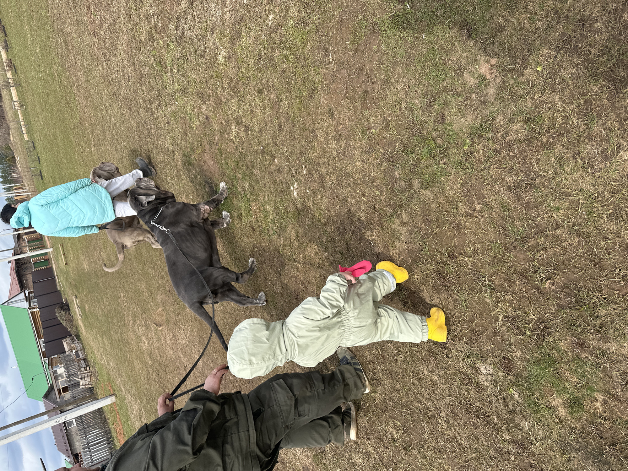 The image depicts an outdoor scene, likely in Ludorvay, Russia, characterized by a grassy area with dry patches. Three individuals and two dogs are visible. One adult stands on the left, wearing dark green cargo pants and a matching jacket, holding a leash connected to a large, dark-colored dog. Another adult is lying on the ground wearing light-colored pants and a light blue coat. A second dog, a gray Great Dane, is situated between the adults. The third individual, a child, is lying prone on the grass, clad in a light green jumpsuit and yellow boots. The child is holding a red object. The image's perspective suggests a point-of-view shot, capturing the scene from an elevated angle. In the background, a wooden structure or house is visible with a green roof, along with power lines.