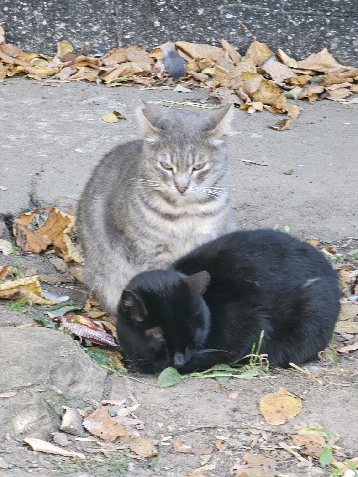 Two cats are resting on a paved surface with scattered fallen leaves. A grey tabby cat with green eyes is sitting upright, looking towards the viewer. In front of it, a black cat is curled up, sleeping or resting with its head tucked. The environment appears to be outdoors, possibly an urban setting given the paved ground and the presence of fallen leaves, indicative of autumn. The background shows a rough, grey wall. The scene is filmed at a close-up, eye-level perspective. There is no visible indication of the specific location within Khimki, Russia, other than the provided context.