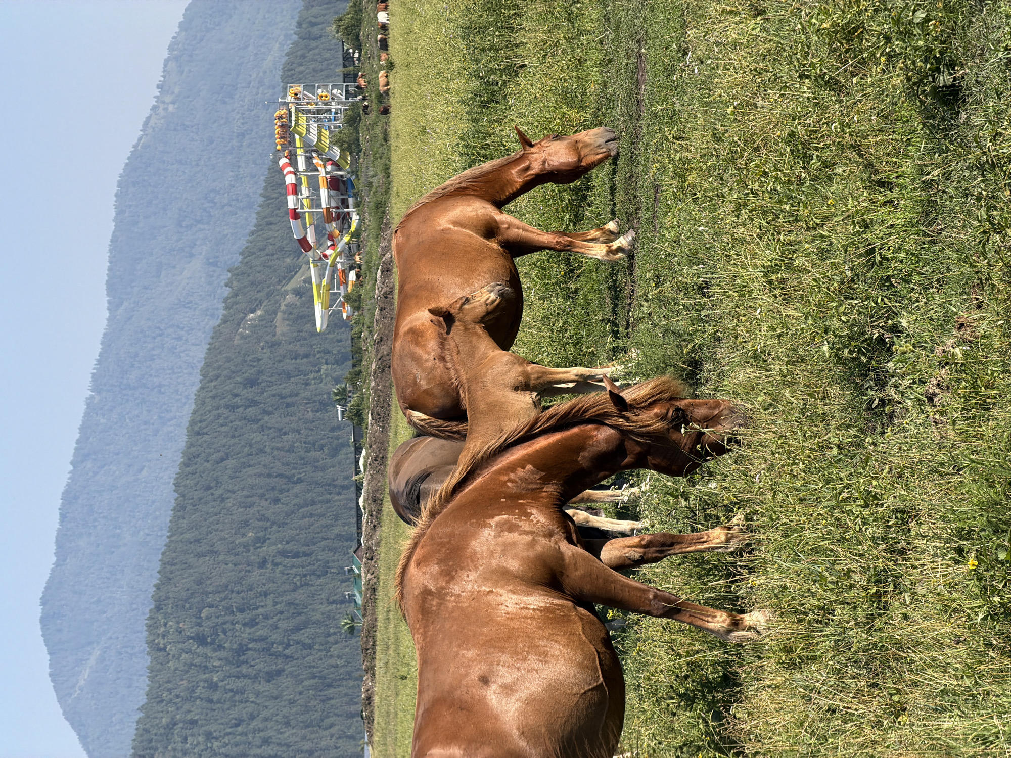 In Anos, Russia, a herd of brown horses grazes in a sunlit grassy field. The horses are concentrated in the foreground, with a few smaller foals visible among them. In the mid-ground, a water park with colorful slides is situated in front of a forested mountain range. The sky is clear and blue, and the overall atmosphere is tranquil and pastoral.