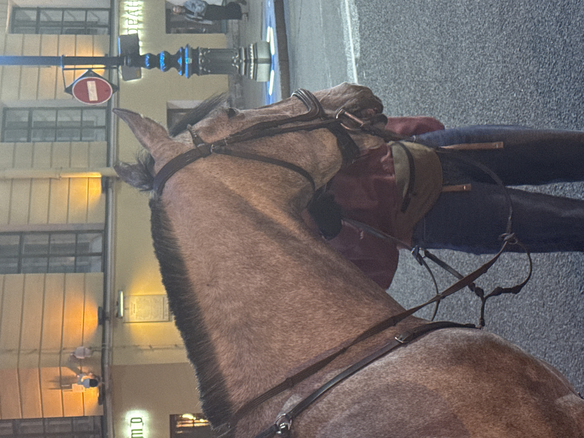 The image depicts a horse and a person on an urban street at night in Saint Petersburg, Russia. The majority of the frame is filled by the horse, a light-colored animal, viewed from its left side, showing its head, neck, and part of its back. It is fitted with a dark leather bridle and reins. A person, likely a handler or rider, is partially visible behind the horse, wearing a red top and dark trousers.
In the background, buildings with multiple windows line the street. A dark street pole with blue lighting details is visible, from which a red circular "No Entry" sign, featuring a white horizontal bar, is suspended. An illuminated sign on a building to the right displays partially visible Cyrillic text, which appears to be "О Р А П". The ground is a dark paved surface.
The scene is lit by artificial light, including streetlights and building lights, indicating it is nighttime or late evening. The overall atmosphere appears calm and typical of an urban night scene.