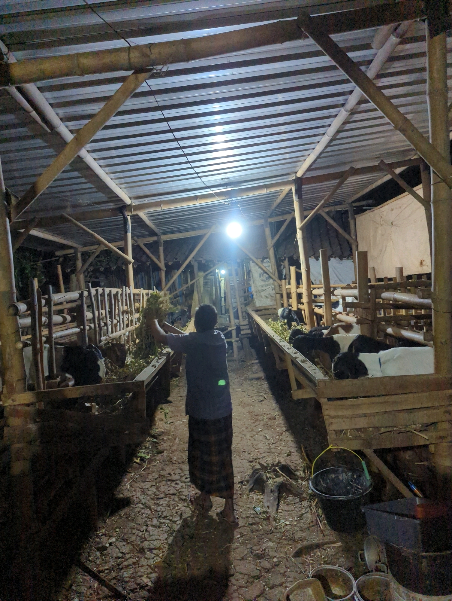 A person is feeding goats in a barn. The barn is made of bamboo and corrugated metal, and is illuminated by a bright overhead light. Goats are visible in pens, some eating from a trough. A person in a blue shirt and checkered sarong is holding a bundle of hay, apparently distributing it to the goats. The ground is dirt and some debris. The scene is taking place in the city of Kedungdowo, Indonesia.