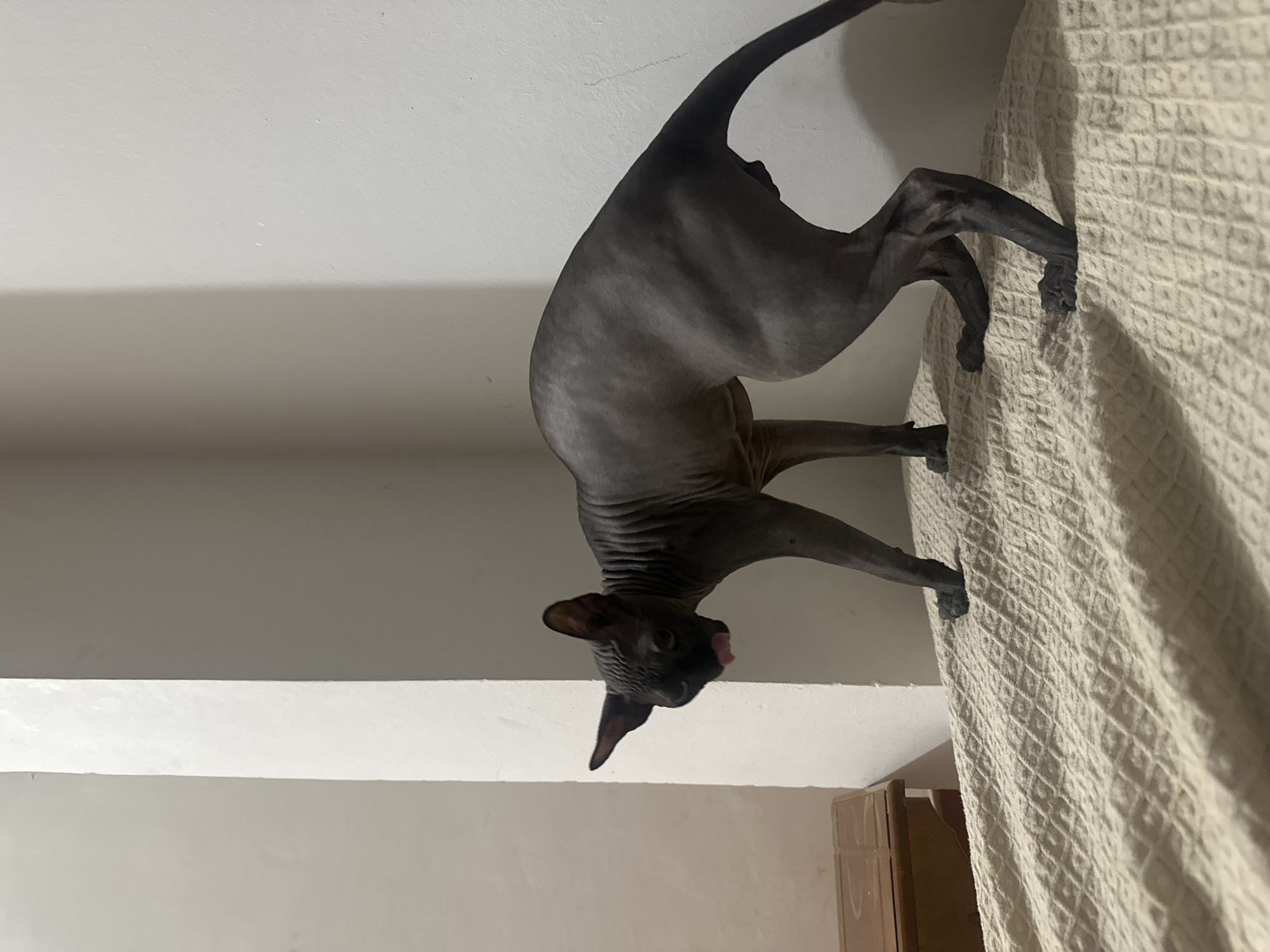 A dark-skinned, hairless cat is pictured in a room. The cat is positioned on a textured beige blanket, with its body contorted in a playful or preparatory stance, head lowered and tongue extended. The background consists of a white wall with a protruding vertical architectural element, likely a pillar or partition. To the left, a portion of a wooden piece of furniture, possibly a drawer or cabinet, is visible. The lighting suggests an indoor environment, possibly a bedroom or living space, with a neutral color palette. The image captures the unique anatomy and posture of the Sphynx breed of cat. No specific location in Budva, Montenegro can be identified from the provided visual information.
