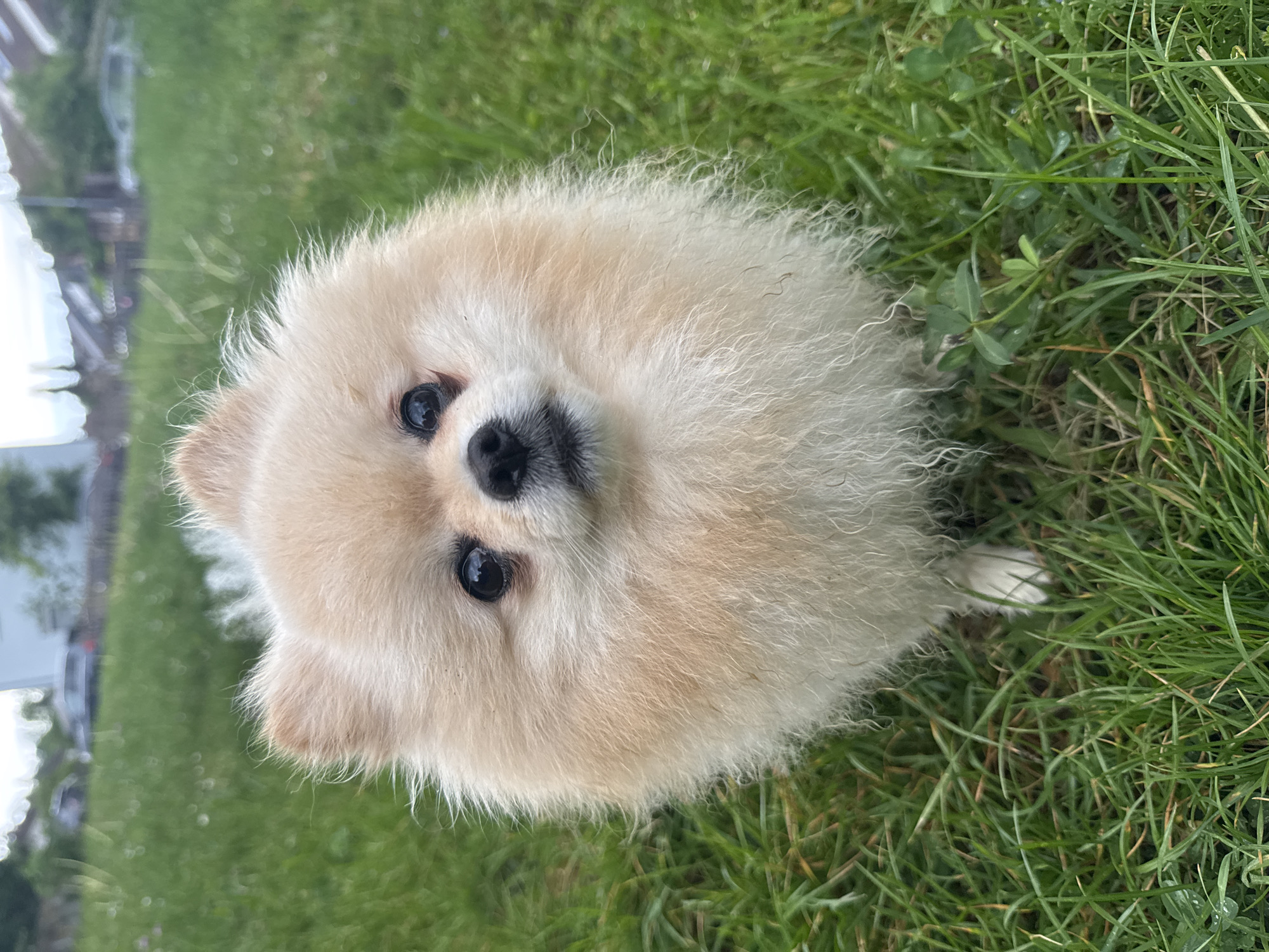 A light beige Pomeranian dog sits in green grass. The dog has dark eyes and a black nose. The grass is slightly overgrown. In the background, out of focus, there are buildings and trees. Based on the style of buildings and foliage, it is possible this photo was taken in a residential area of Bietigheim-Bissingen, Germany. No people are visible. The dog is looking up.