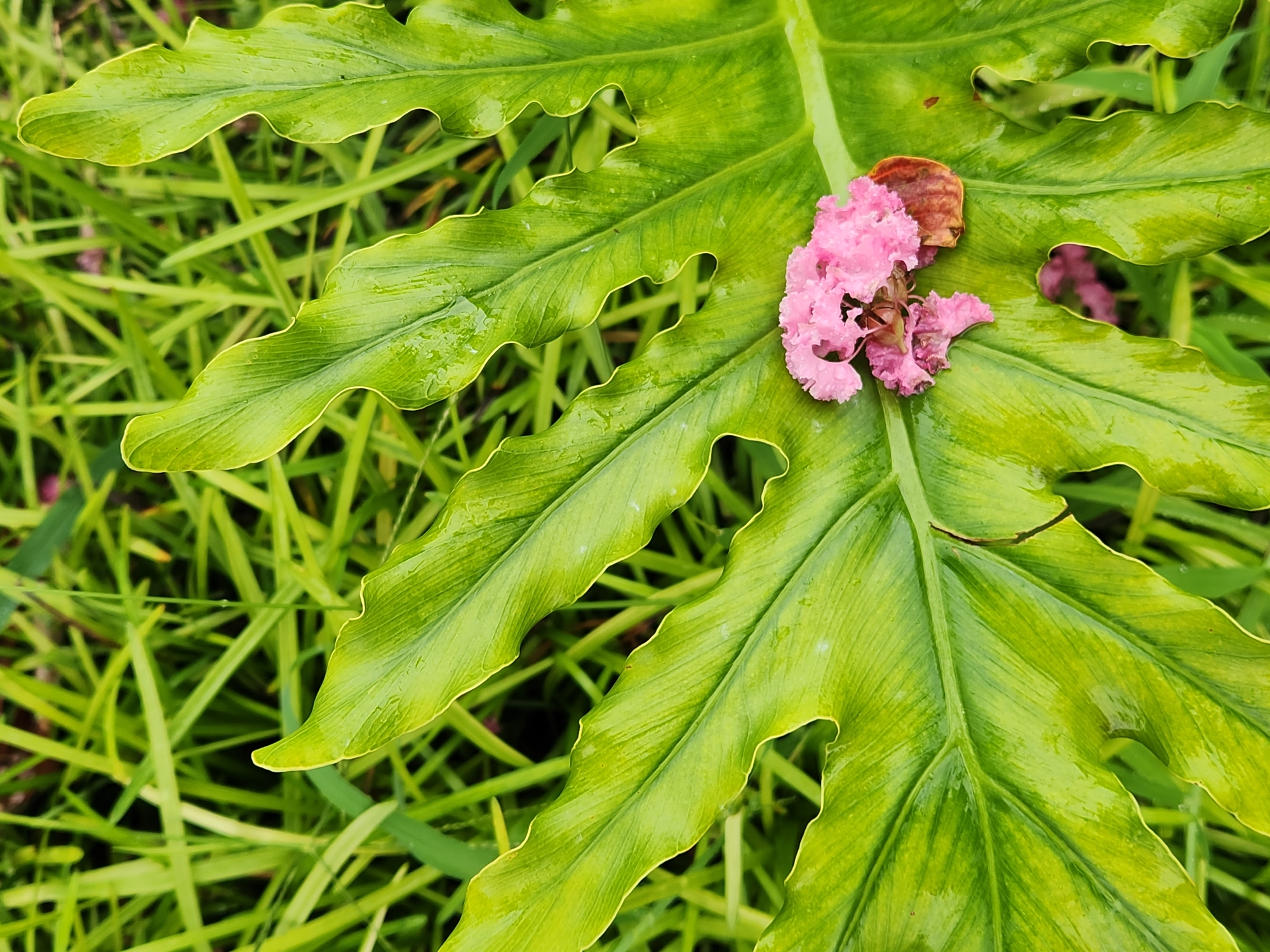 A close-up, overhead shot displays a large, glossy, green leaf with prominent veins and wavy edges, glistening with water droplets. Positioned on the leaf is a small cluster of delicate, pink, crinkled flowers, one of which appears to be a dried, brown leaf. The leaf is set against a blurred background of vibrant green grass. The image was captured in Altamonte Springs, United States of America.