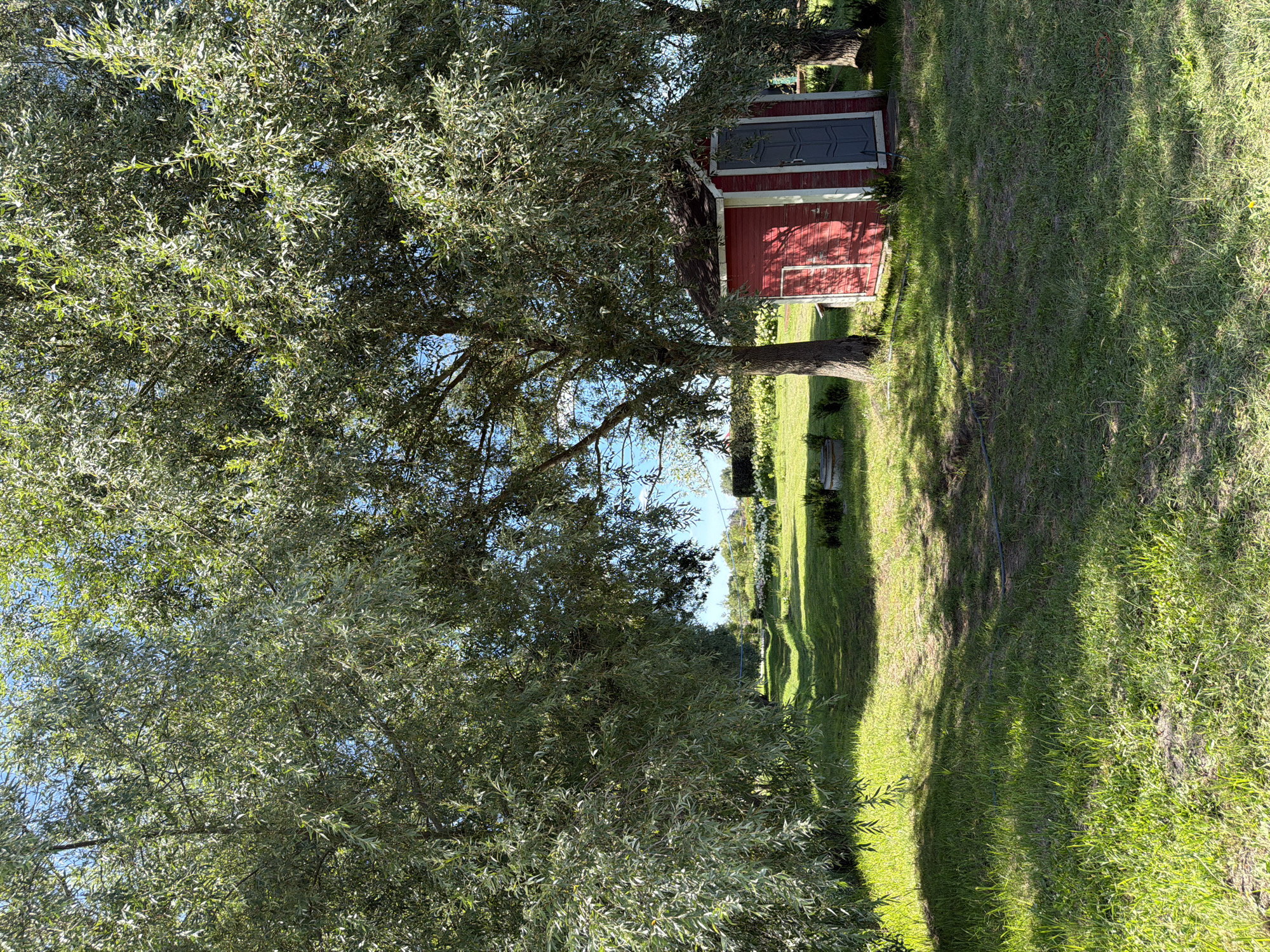 A photograph captured in Severynivka, Ukraine, on a sunny day, depicts a rustic outdoor scene. Two large trees with lush green foliage dominate the foreground, casting shadows on a grassy area. To the right, nestled beneath the trees, is a small, red shed with a grey door. A dirt path or track winds through the grass, leading into the distance where a field with rows of plants and some white flowers can be seen. The sky is a clear blue. The overall atmosphere is tranquil and rural.
