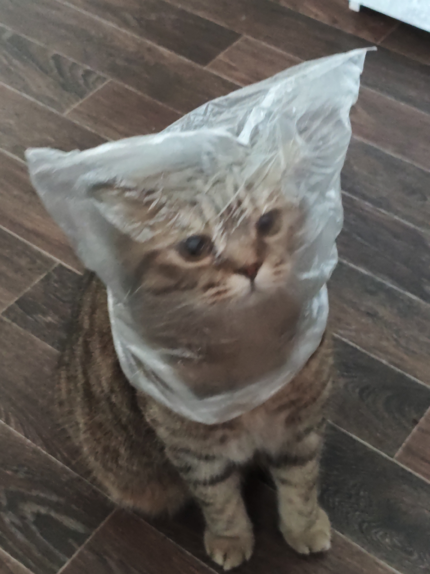 A tabby cat is sitting on a wooden floor with its head stuck inside a clear plastic bag. The cat's face is visible through the bag, and its eyes are looking forward. The background is a dark brown wooden floor with a visible wood grain pattern. No other objects or people are present in the image. The location is not discernible from the image.