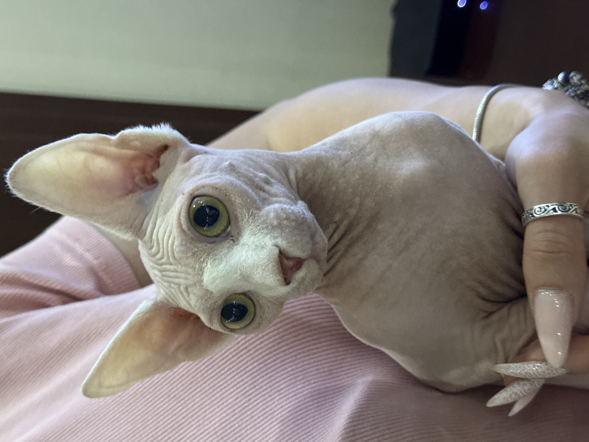 A close-up shot depicts a light pink-skinned Sphynx cat with large, round, yellow-green eyes. The cat's head is tilted to the left, and it appears to be resting in someone's lap. The lap is covered with light pink fabric. A human arm is visible, adorned with a silver bracelet and ring. The human hand is also visible with long, decorated fingernails. The background is out of focus, showing a dark object with two blue lights on it. The location is not indicated in the image.