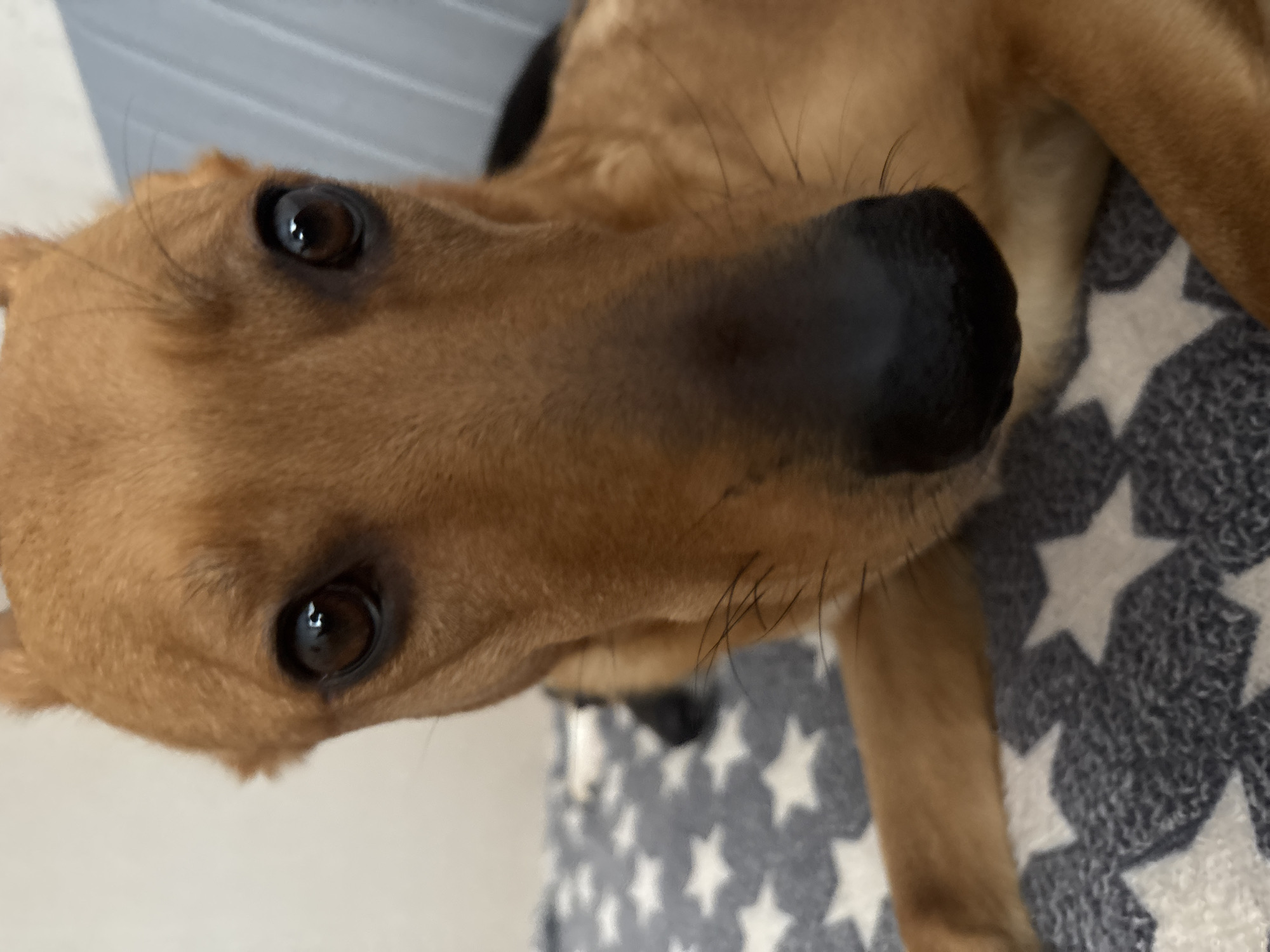 The image is a close-up, eye-level, portrait-style photograph of a tan-colored dog. The dog's face fills most of the frame, with its nose positioned in the center and its eyes looking directly at the camera. The dog is lying down on a blanket with a gray and white star pattern. The background is blurred, with a hint of a striped surface on the right and a plain, light-colored wall on the left. There are no visible humans or identifiable landmarks of Saint Petersburg in the image. The lighting is natural and appears to be coming from the front, illuminating the dog's face.