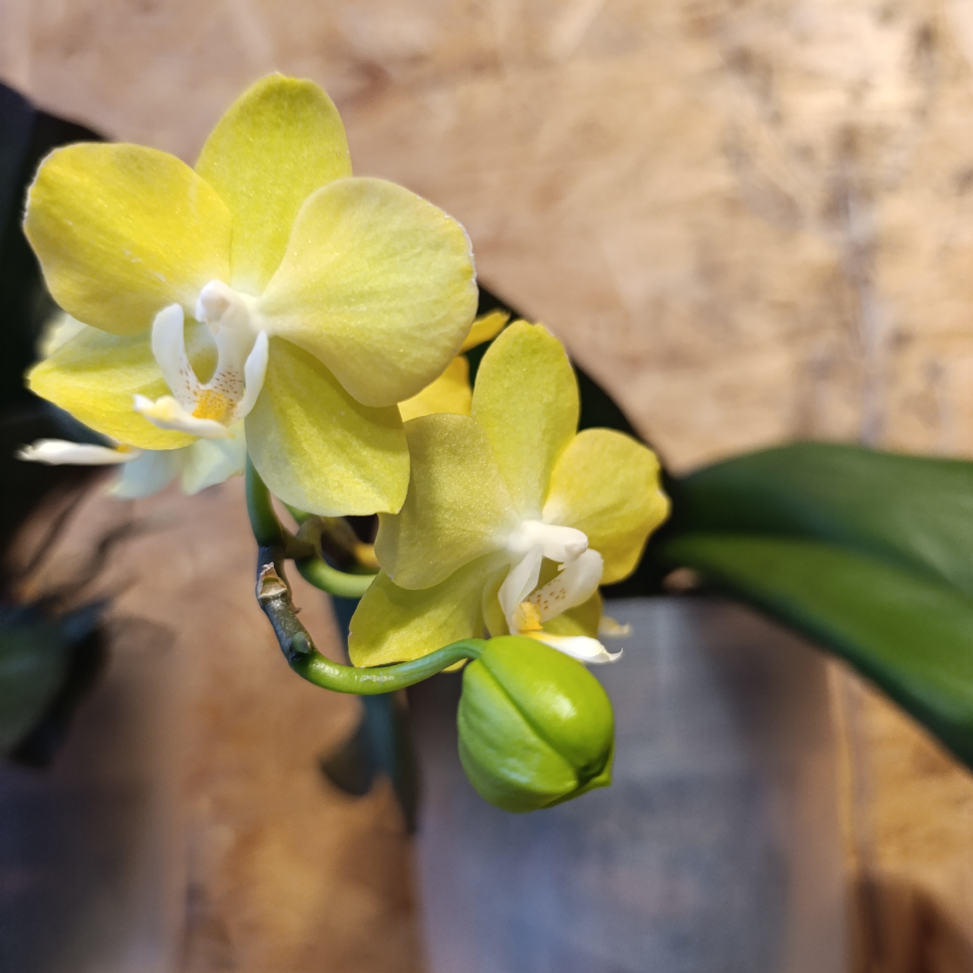 The image shows a close-up of two yellow orchids in bloom, with a third flower bud yet to open. The petals have a delicate texture and a slightly uneven, pale yellow color. The central parts of the flowers are white with small yellow spots. The flowers are attached to a green stem. To the left and right of the flowers are two leaves. The background is a blurry wood-like surface. There are no people visible. There is no information available to determine that this picture was taken in Марковский, Russia.