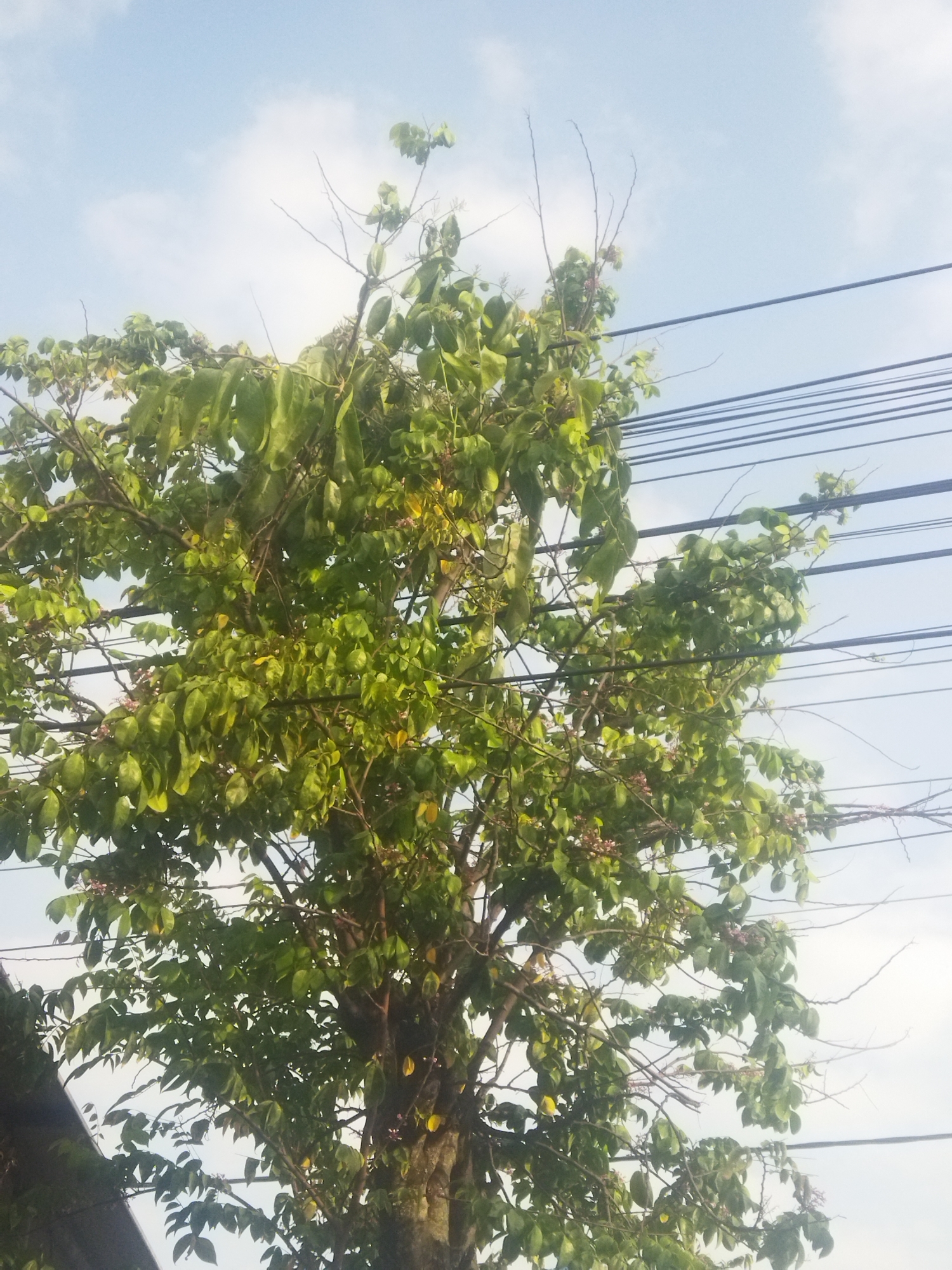 A medium shot captures a close-up of a large tree with lush green leaves against a pale blue sky with scattered clouds. The tree's branches are visible, some bare and others laden with foliage. Several dark electrical wires stretch horizontally across the upper portion of the frame, running behind and in front of the tree's branches. The lower left corner of the image shows a dark, angled surface, possibly part of a building or a roof. The lighting suggests it is daytime.