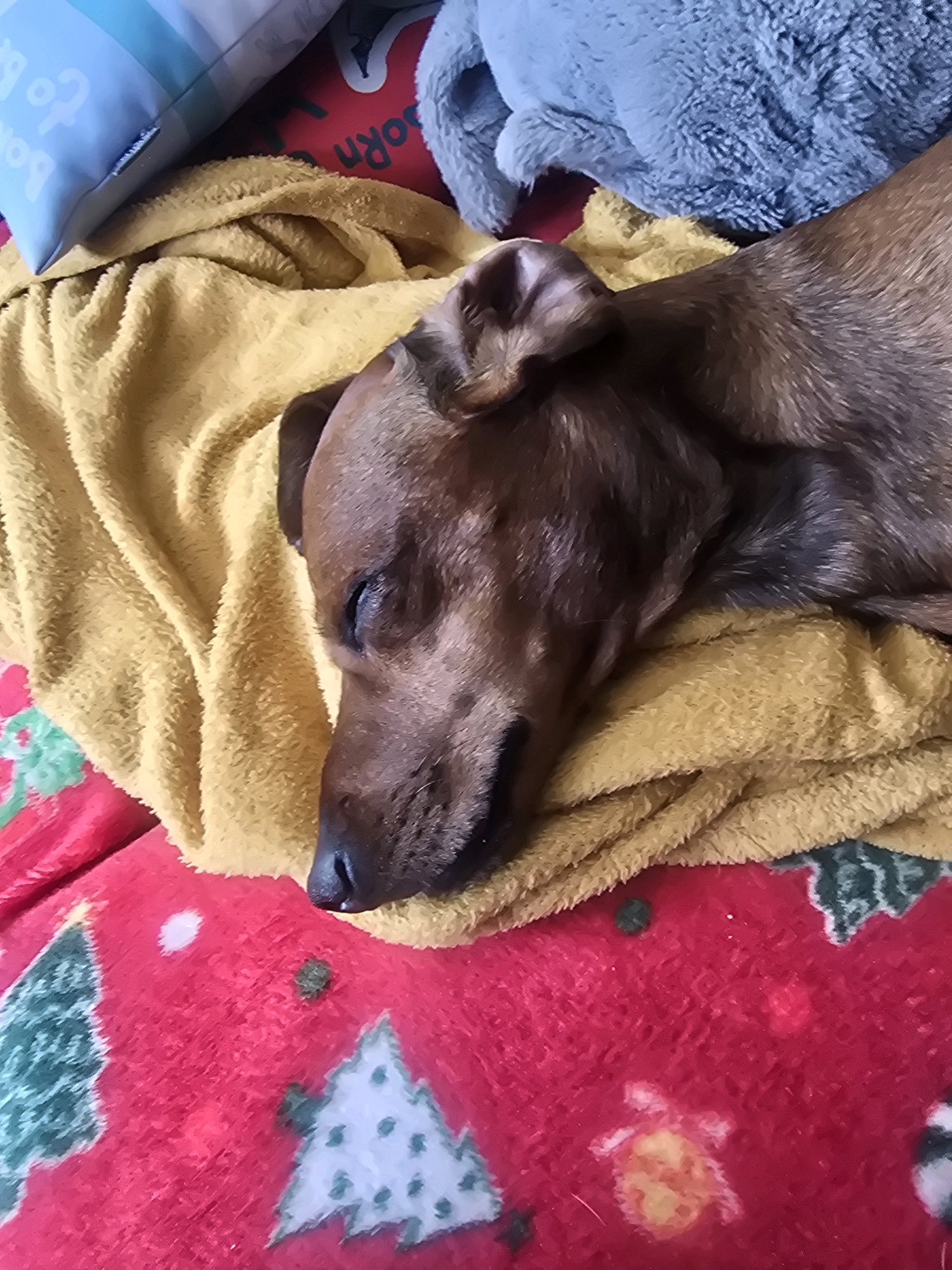 A brown dog is sleeping on a yellow blanket. The dog's head is resting on the blanket, and its eyes are closed. The blanket is on top of a red blanket with Christmas trees on it. There are also some pillows in the background. The scene appears to be indoors, possibly in a living room or bedroom.