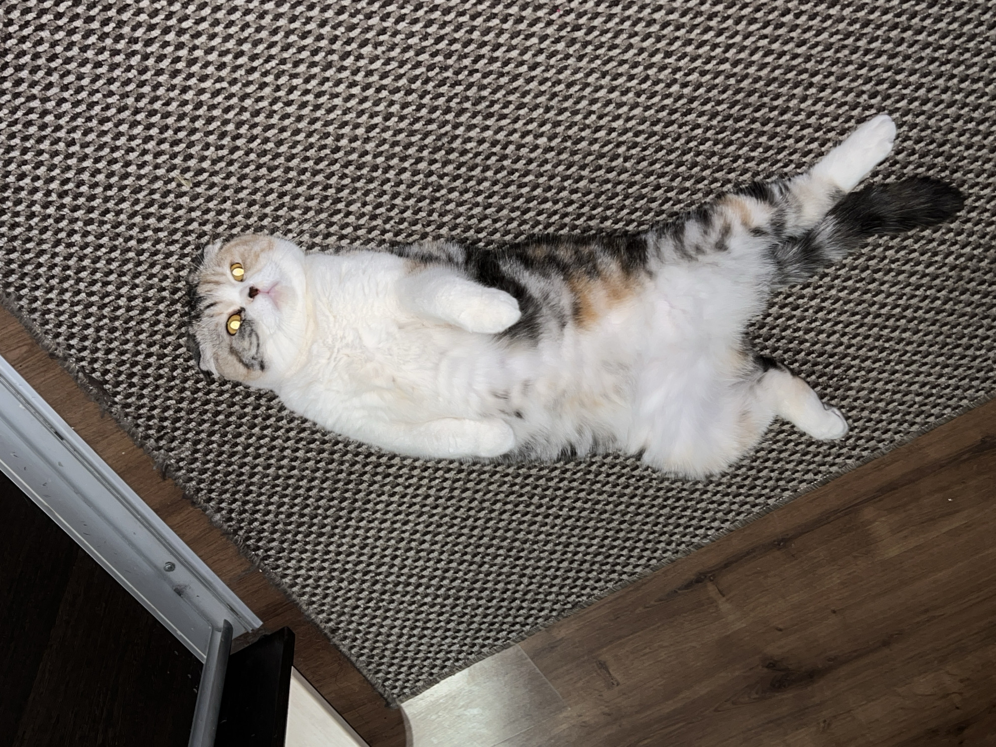 A domestic cat is lying on its back on a gray and brown patterned carpet, partially on a brown wooden floor. The cat has white fur on its belly, and gray and brown markings on its back and tail, with a black tip on the tail. The cat's eyes are golden. A white door frame is visible to the left. The location is not specified within the city of Noviy, Russia.