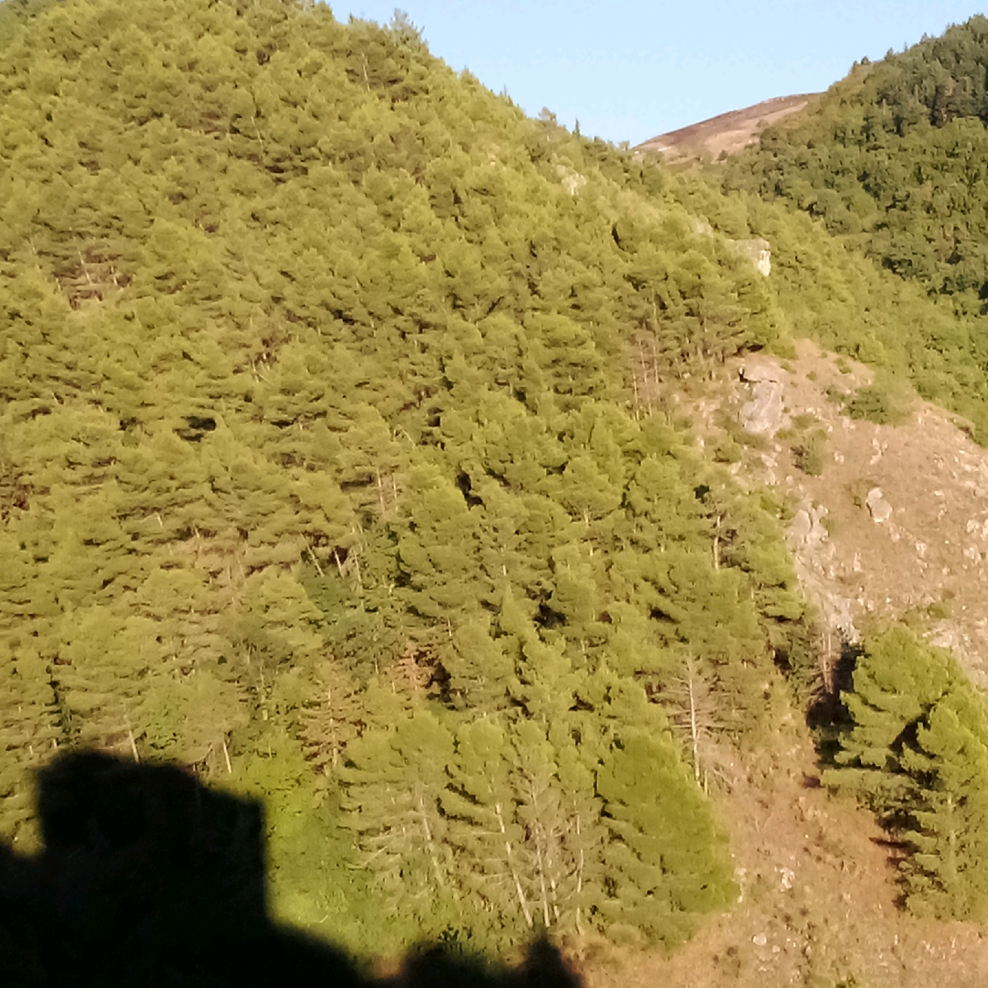 The image shows a steep, tree-covered hillside in Castelnuovo di Conza, Italy. The trees are primarily coniferous, with dense green foliage covering most of the slope. The terrain appears rugged, with exposed rocks and patches of dry grass in some areas. A clear blue sky is visible in the upper portion of the image, suggesting fair weather. A dark shadow, possibly cast by a structure or a person, occupies the lower left corner of the frame, obscuring details of the ground in that area. The scene is dominated by the natural landscape of the hilly region.