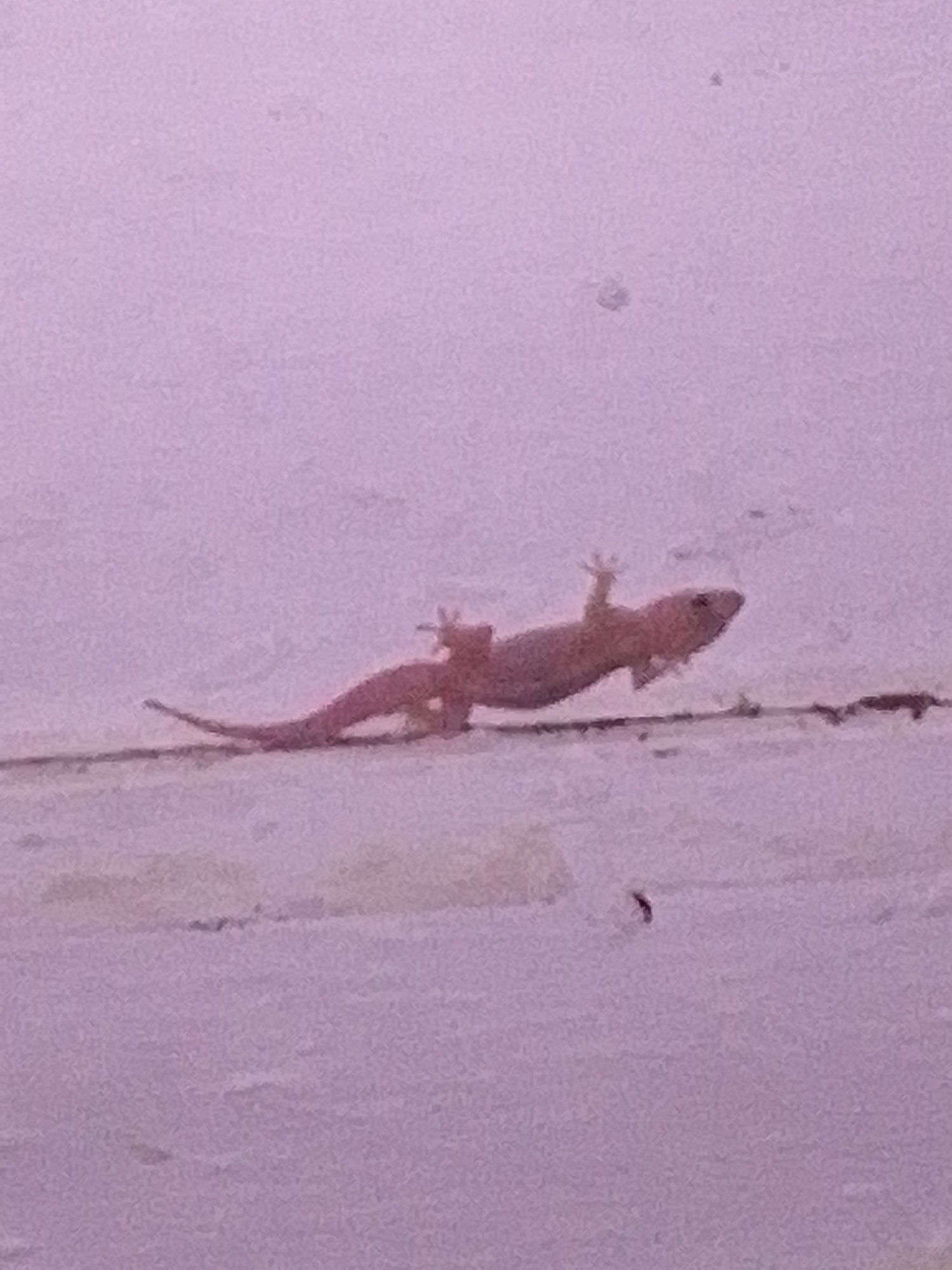 A small, light-colored lizard with its body extended and tail curved is positioned horizontally across a rough, textured surface, which appears to be a wall or a similar structure. The lizard's head is on the right side of the frame, facing towards the right, and its body stretches towards the left. Its legs are splayed out, with the front legs somewhat raised and the hind legs pressed against the surface. The surface itself is predominantly a pale, almost pastel purple or pink, with subtle variations in shade suggesting texture or light. A thin, dark line runs horizontally across the lower part of the image, beneath the lizard, which could be a crack or a seam in the surface. The background is a uniform, slightly mottled light purple. There are no discernible people or other animals in the immediate vicinity. The overall impression is of a solitary lizard resting or clinging to a textured surface in an indoor or outdoor environment with soft, diffused lighting. The image is slightly grainy and out of focus, particularly towards the edges.