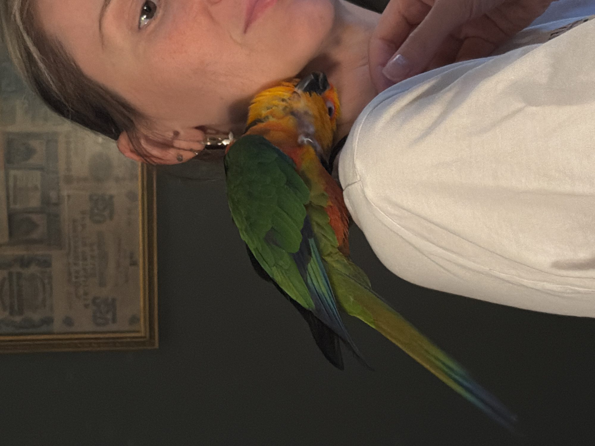 In this close-up image, a person's face and shoulder are visible on the left and right sides, respectively. A colorful parrot, predominantly green with orange and yellow markings on its head, is perched on the person's shoulder, its head angled towards their neck. The parrot's long tail feathers extend downwards, showing a gradient of green, blue, and yellow. The person has short, dark hair with lighter streaks and is wearing a white garment that is partially obscuring their shoulder. A hand with neatly manicured nails is visible touching the person's neck. To the left of the person, a framed object with a gold border is slightly visible, appearing to be artwork or a document with intricate patterns. The background is dark and indistinct. The lighting suggests an indoor setting. No time of day or weather conditions are discernible.
