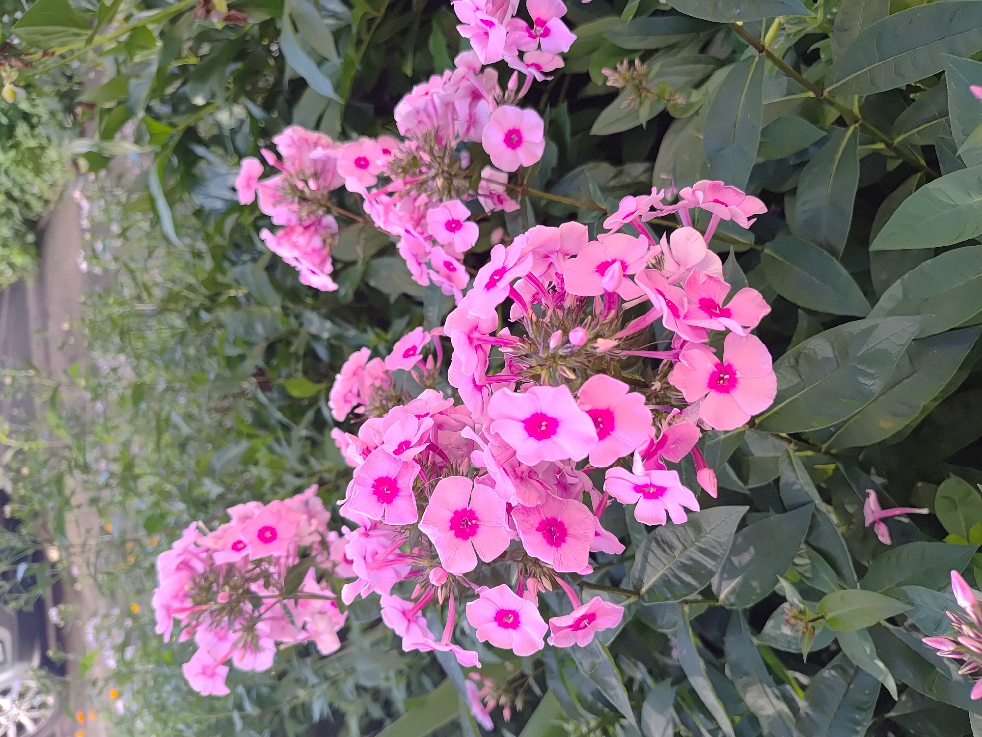 The image shows a cluster of bright pink phlox flowers in bloom, with a blurry background of green foliage and a hint of a paved surface and a vehicle wheel in the upper left corner, suggesting an outdoor urban setting. The flowers are the main subject, with their delicate petals and vibrant magenta centers clearly visible. The overall impression is of a well-maintained garden or park area, possibly a residential courtyard or a public space in Saransk, Russia, given the prompt's location suggestion. There are no people or specific actions depicted.