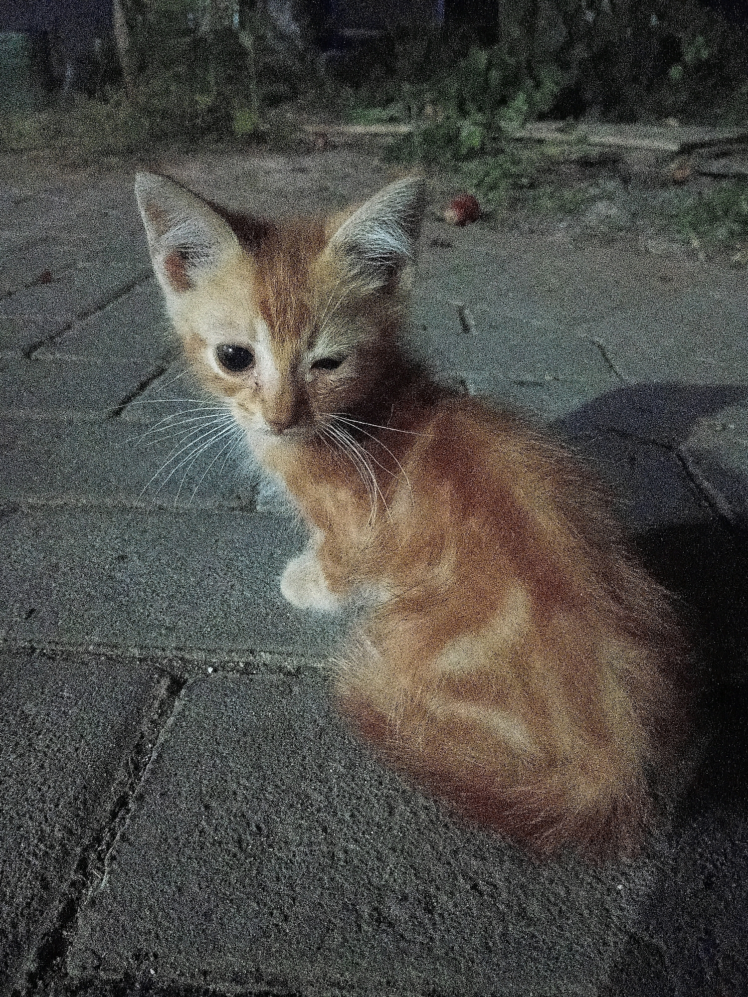 A ginger tabby kitten with green eyes is sitting on a paved surface outdoors, at night. The kitten is facing left, with its right eye closed. Its fur is fluffy and appears to be dirty. The paved surface is made of gray, rectangular bricks, and there is some grass and foliage in the background. The scene appears to be in a residential area, likely a yard or alleyway, in Cikal, Indonesia. The lighting suggests artificial light sources are present.
