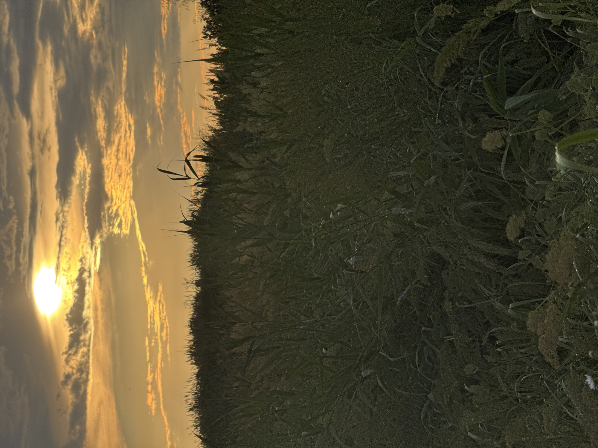 This is a horizontal, eye-level, medium shot photograph of a field of tall grass during sunset. The sun is visible in the upper left quadrant of the image, partially obscured by clouds that are tinged with orange and yellow. The sky transitions from a bright orange near the sun to a darker gray towards the top of the image. The foreground is dominated by the dense, dark green grass, which reaches to about the middle of the frame. In the background, the grass continues to the horizon, with a darker silhouette of trees or bushes along the very top edge. There are no people or animals visible in the image. The overall mood is serene and naturalistic. The location is the city of Mikhaylovsk, Russia.