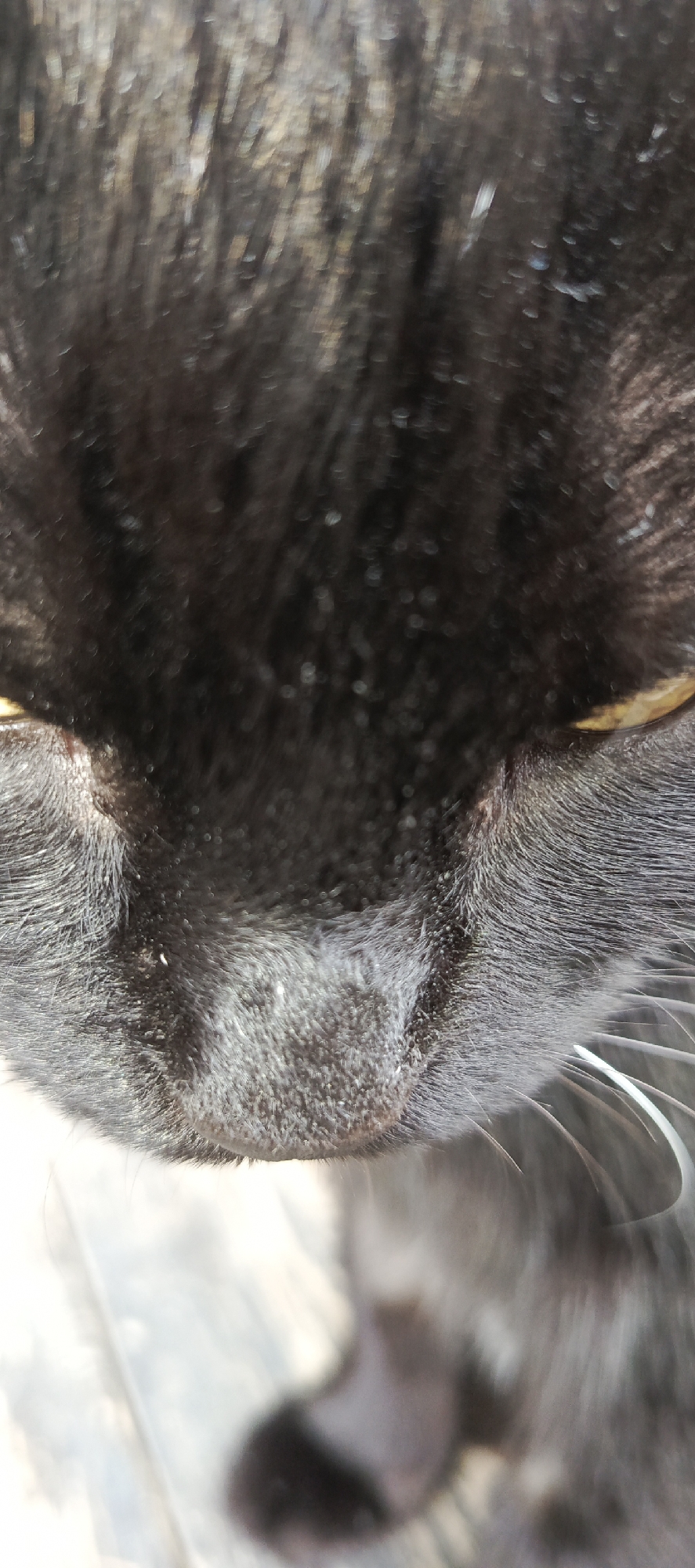 The image is a close-up, vertical, downward-facing shot of a black cat's face. The cat's yellow eyes are partially visible, as are its whiskers and nose. The fur is black and appears to have some lighter specks on it. The background is out of focus and appears to be a light-colored, textured surface, possibly wood or concrete. The image was taken in the city of Merchalovo, SNT, Russia.