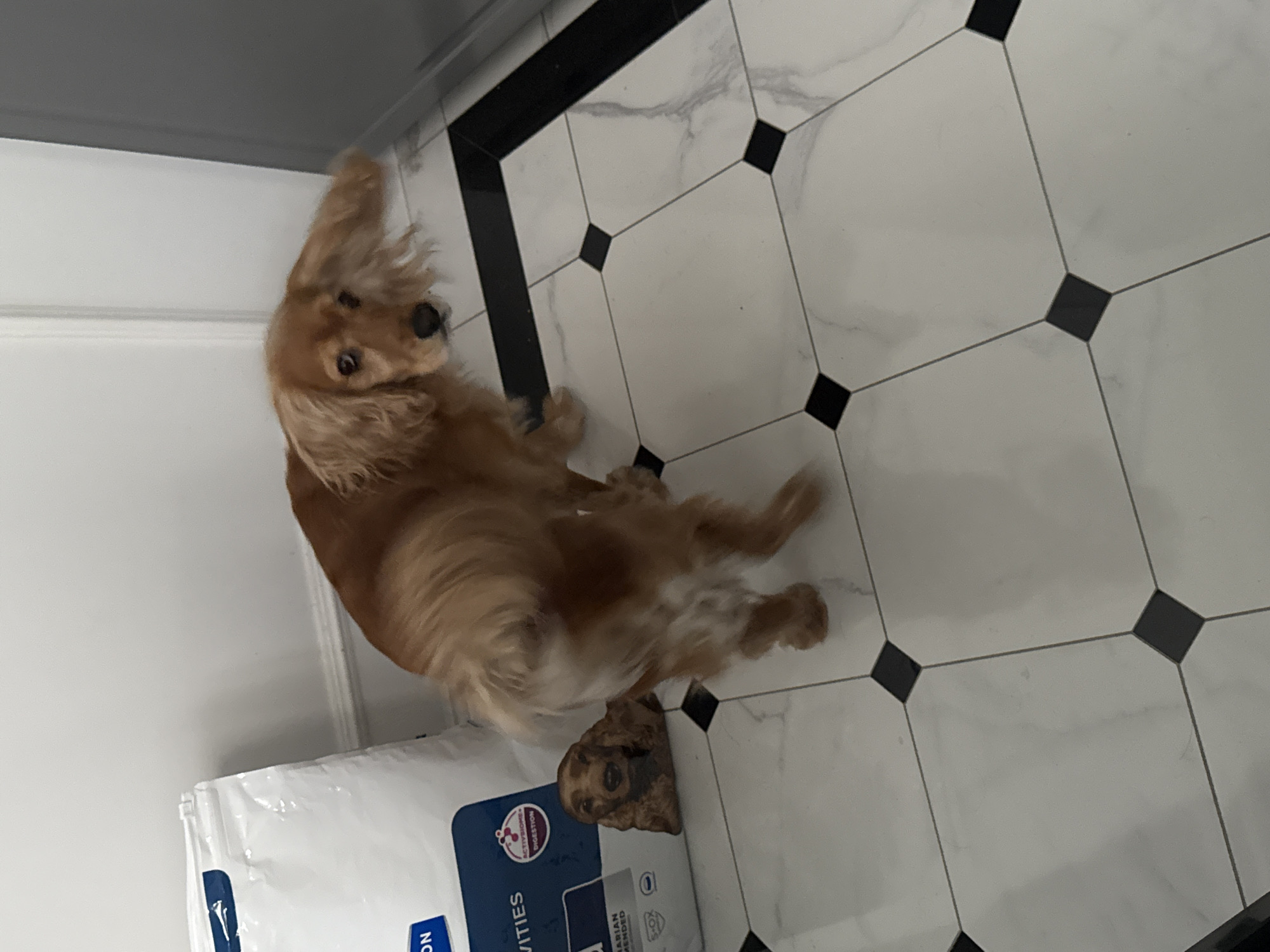An adult golden cocker spaniel is standing on a white, marble-tiled floor with black accents. The dog is facing away from the camera, looking over its shoulder with its head slightly tilted. Its ears are long and floppy, with one ear appearing to be blowing in the wind. To the left of the dog is a large, white bag of dog food with blue lettering and a picture of a dog. In front of the dog food bag, a small, printed image of a golden cocker spaniel is visible on the floor. The background consists of a white wall and a portion of a gray appliance. The overall scene appears to be indoors, possibly in a kitchen or utility area.